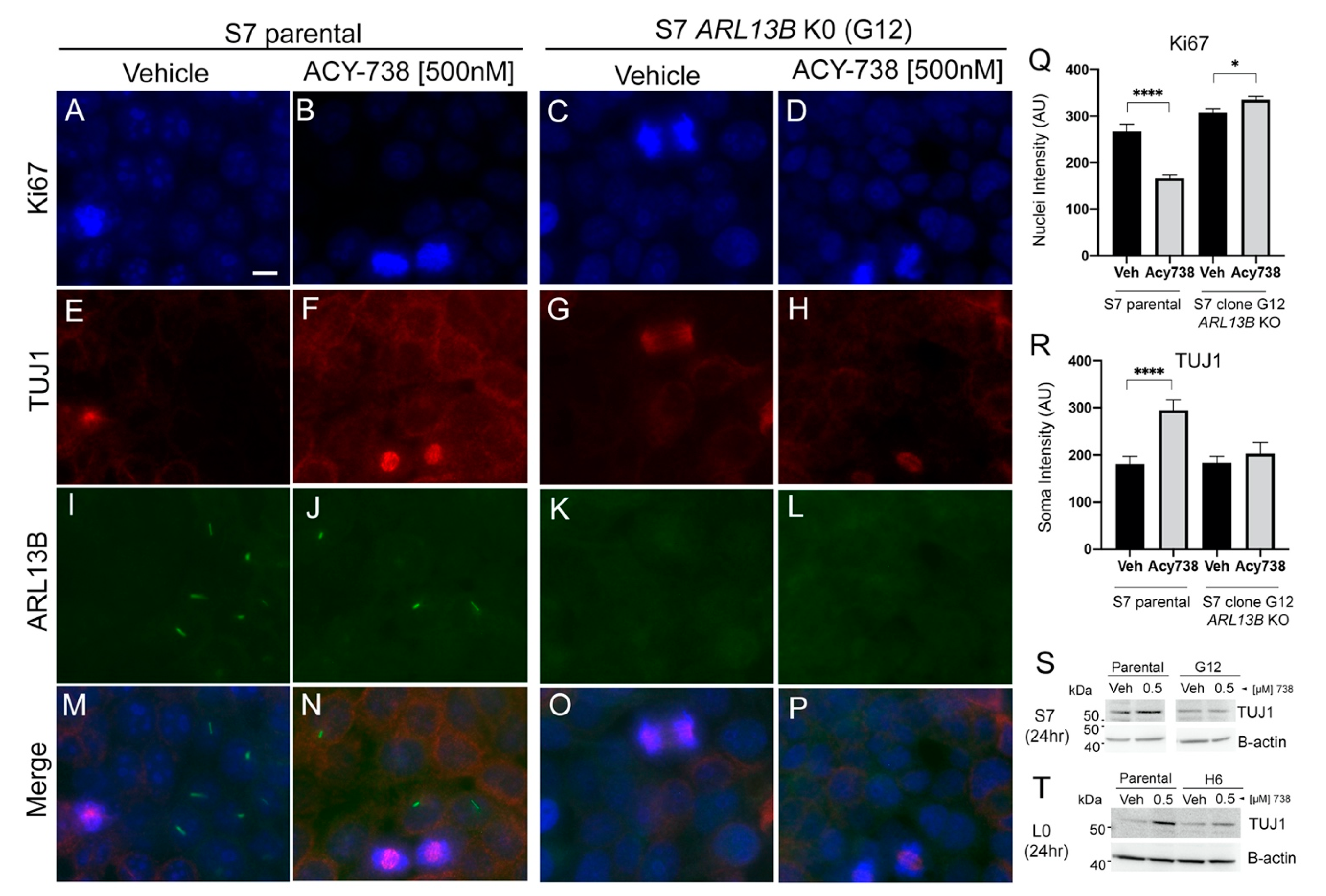 Cancers 13 01644 g006