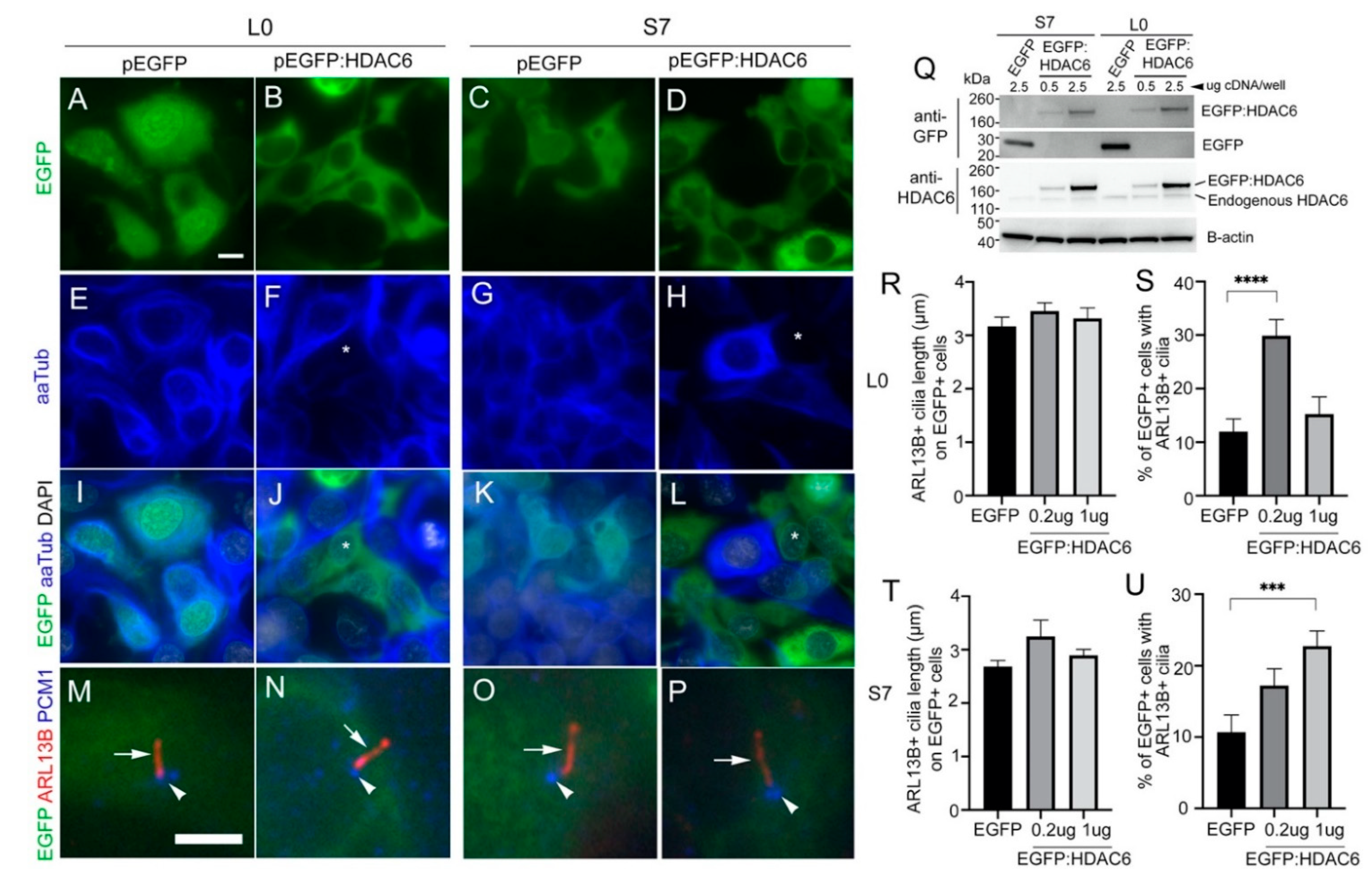 Cancers 13 01644 g007