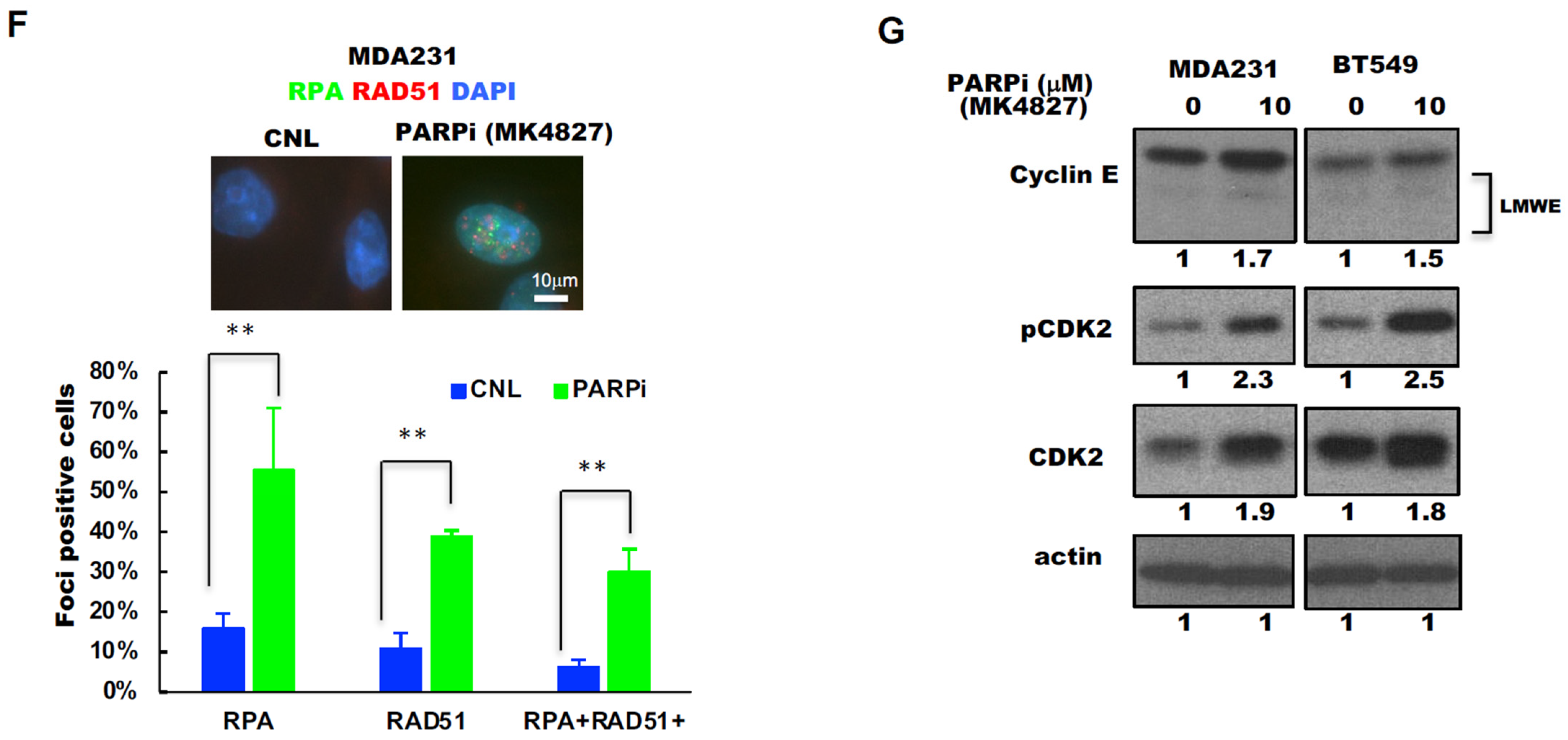 Cancers 13 01656 g002b