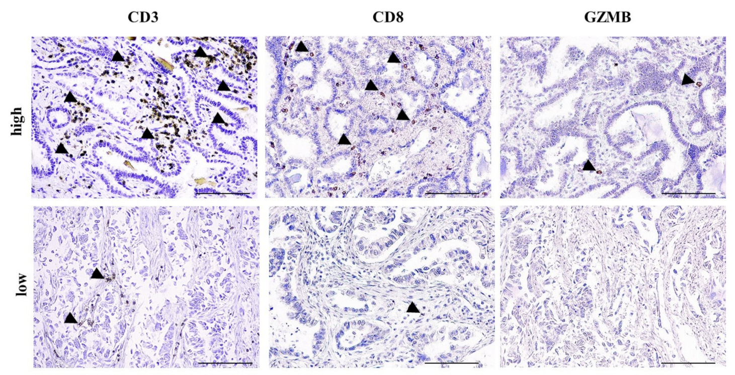 Cancers 13 01658 g001