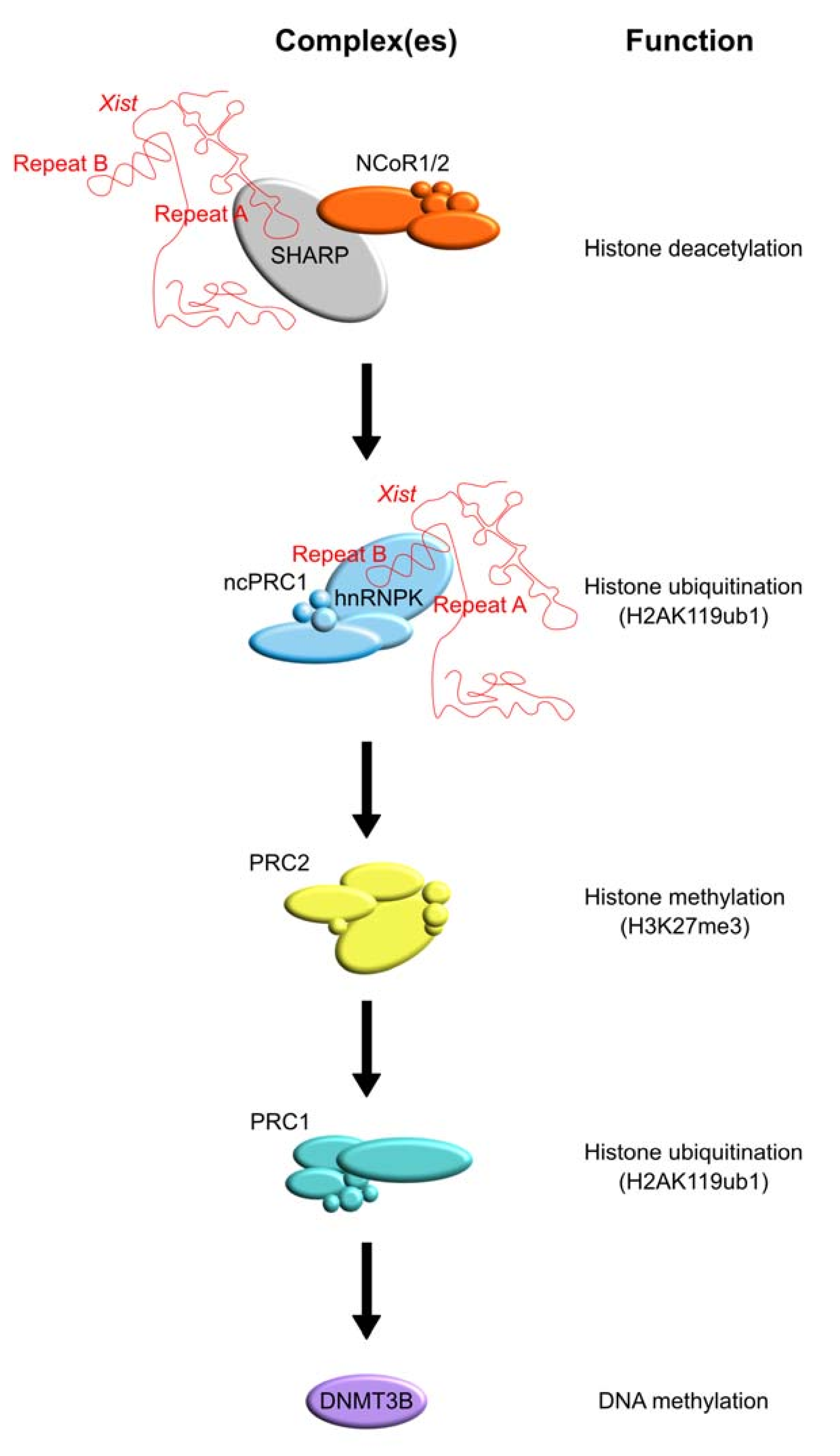 Cancers 13 01665 g002