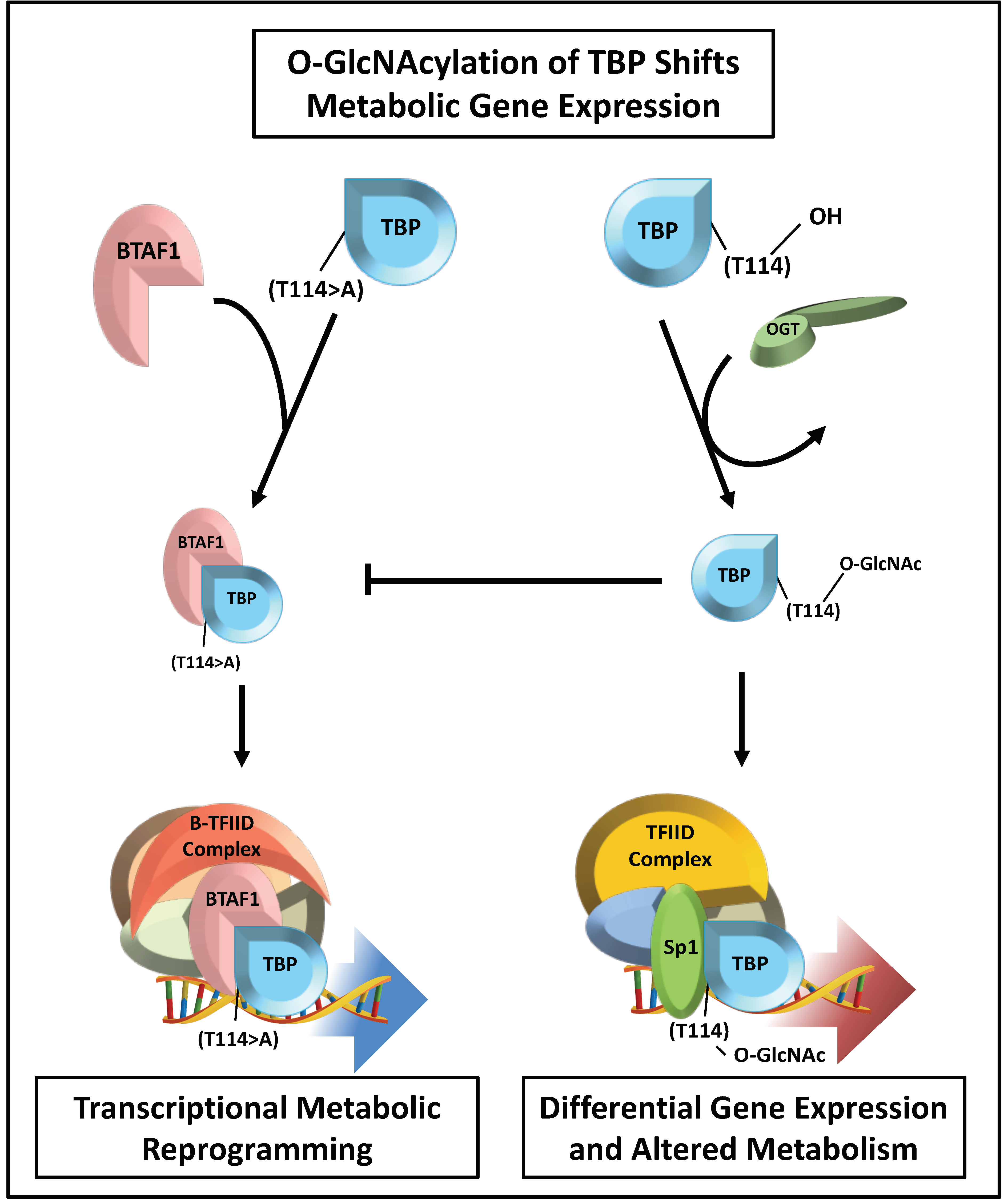Cancers 13 01666 g003