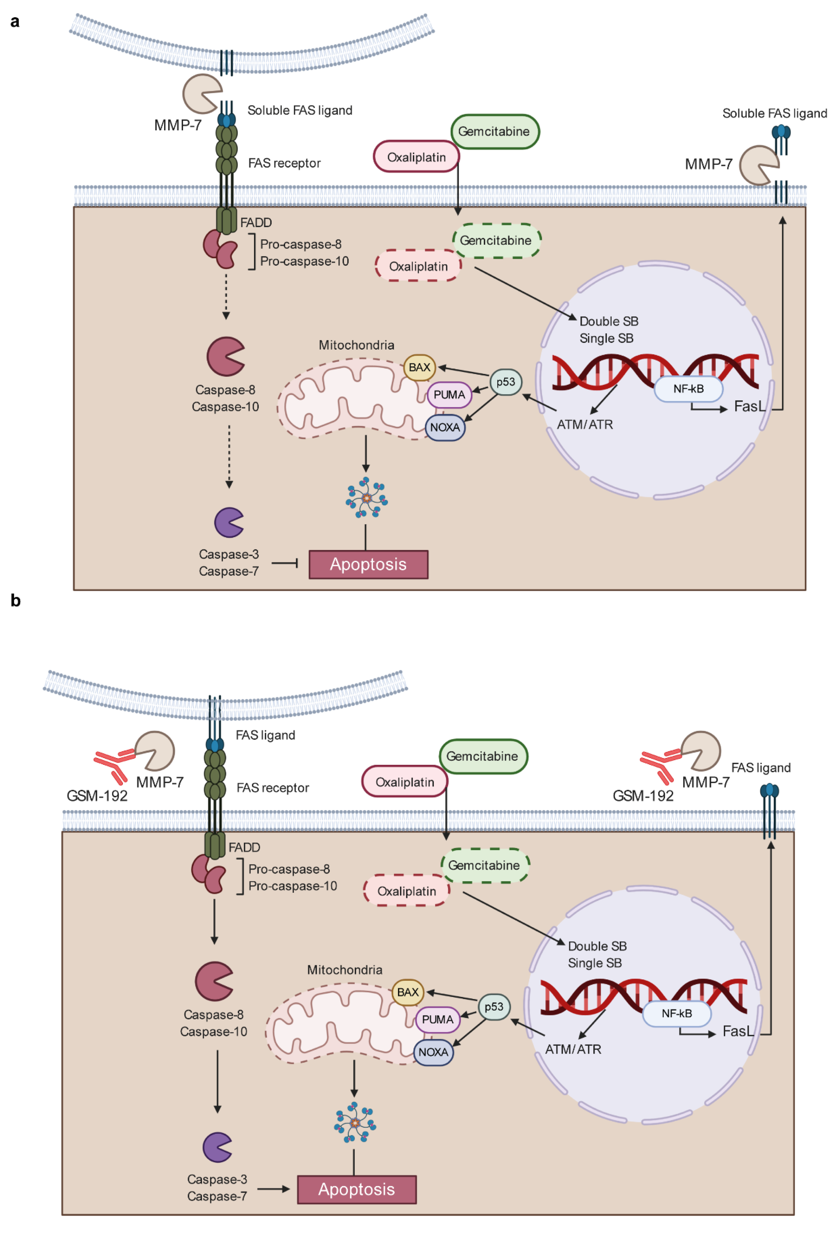 Cancers 13 01679 g005
