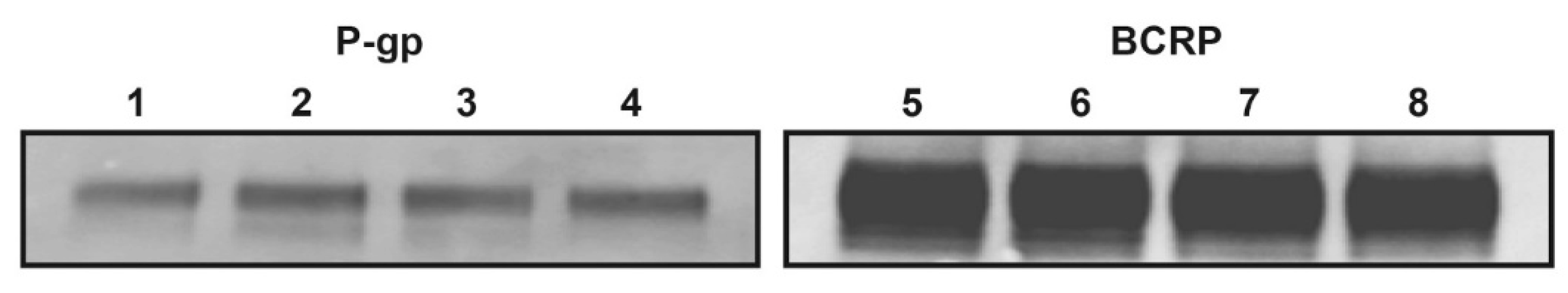 Cancers 13 01680 g009 Cancers 13 01680 g009