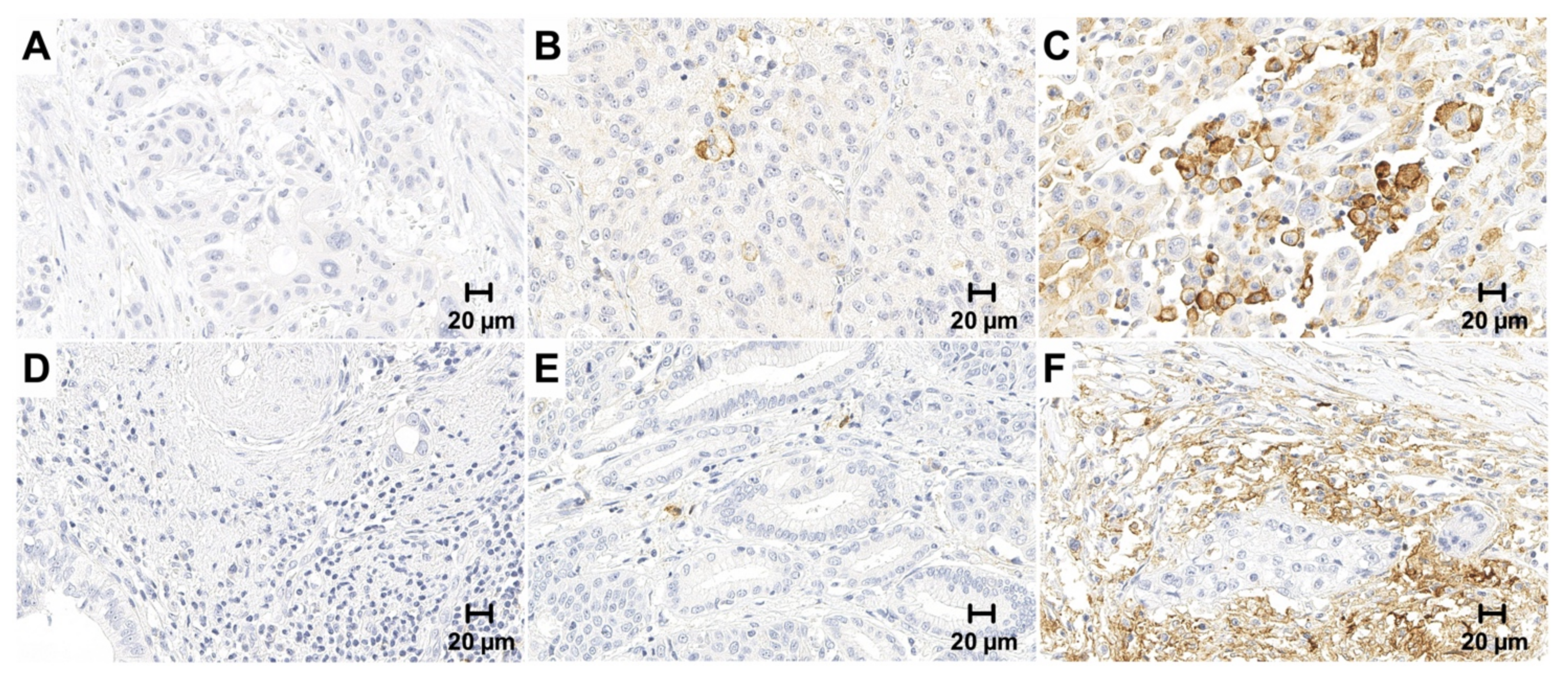 Cancers 13 01682 g001