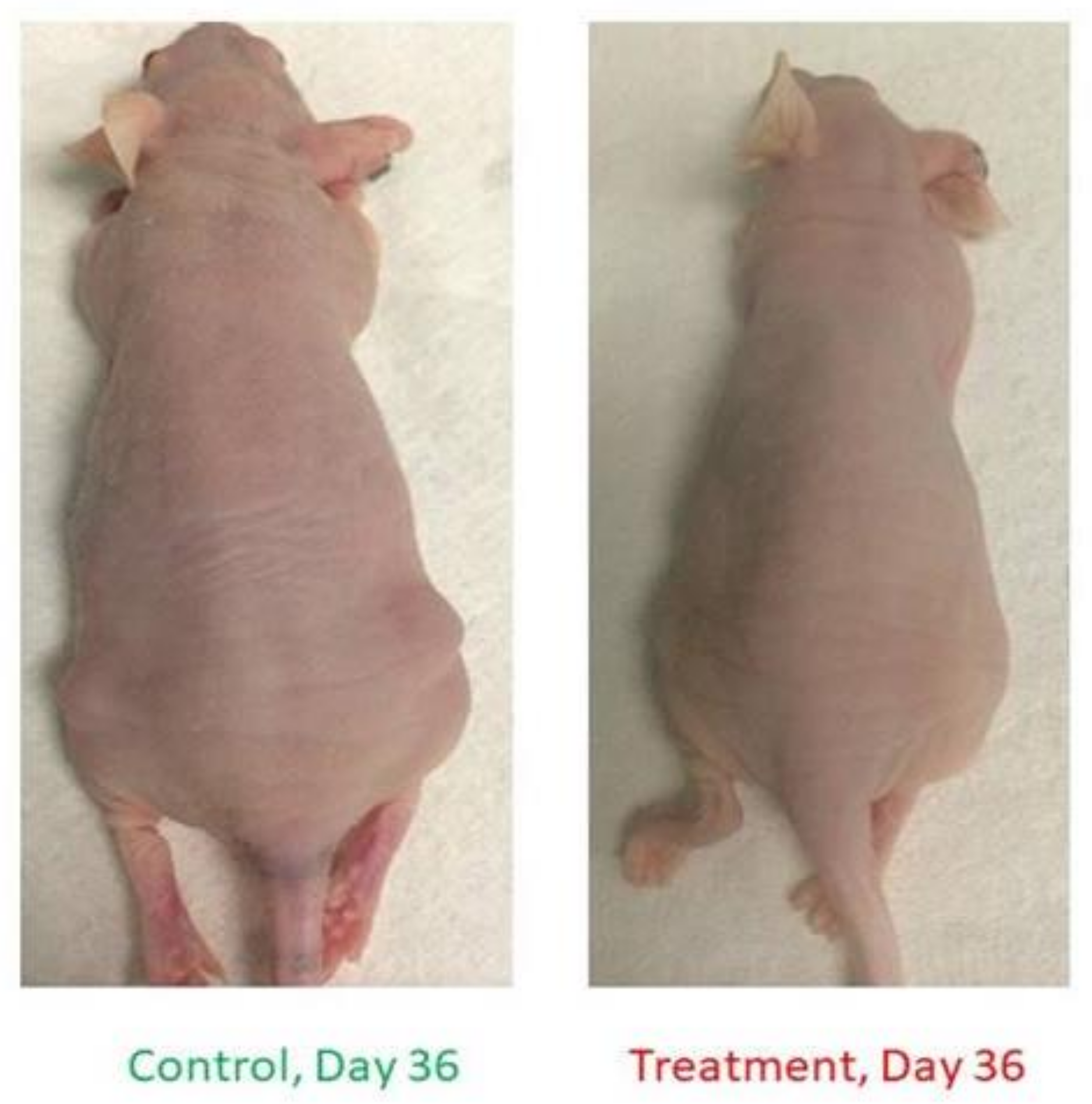 Cancers 13 01707 g013 Cancers 13 01707 g013