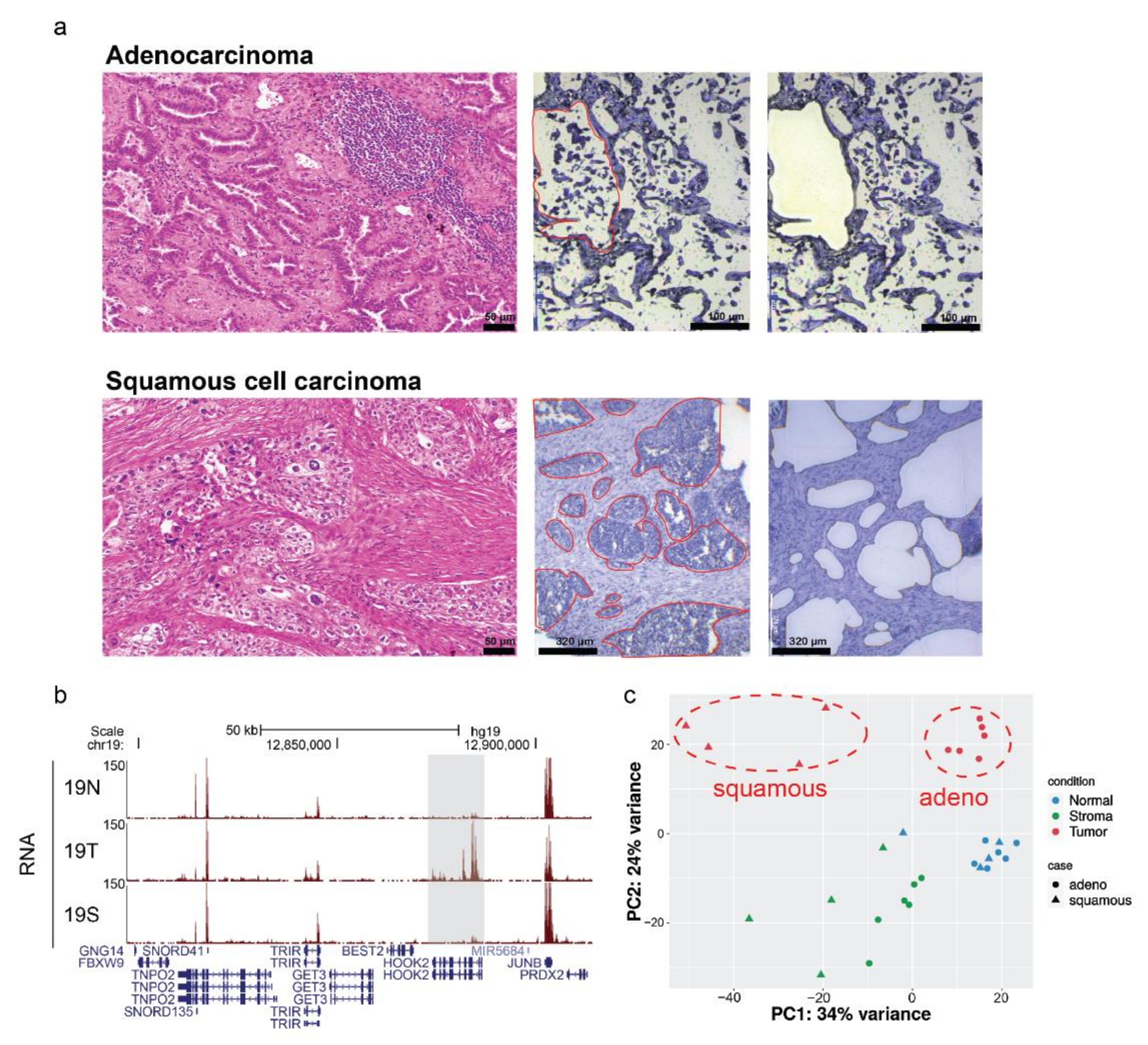 Cancers 13 01719 g001