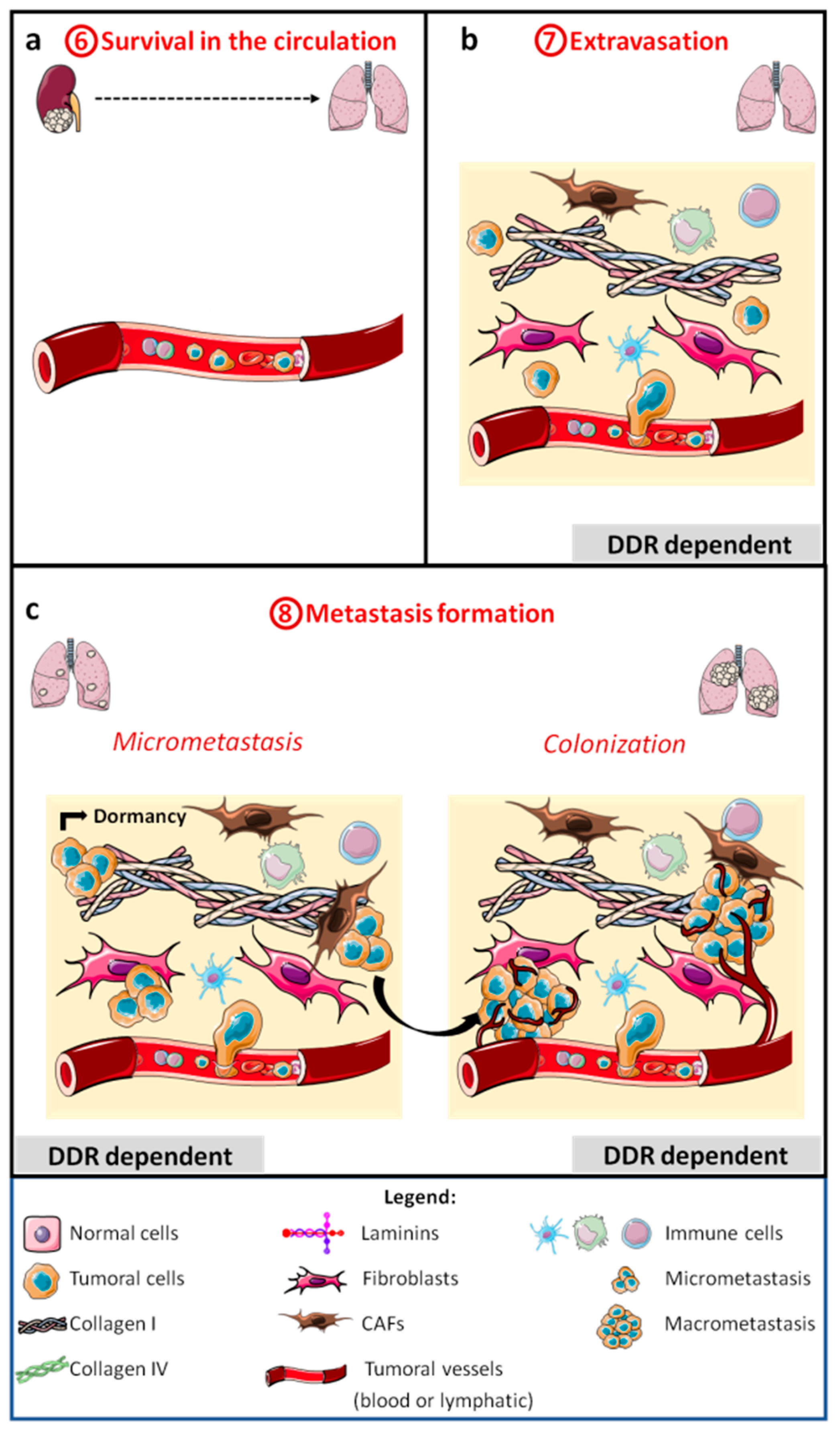 Cancers 13 01725 g003