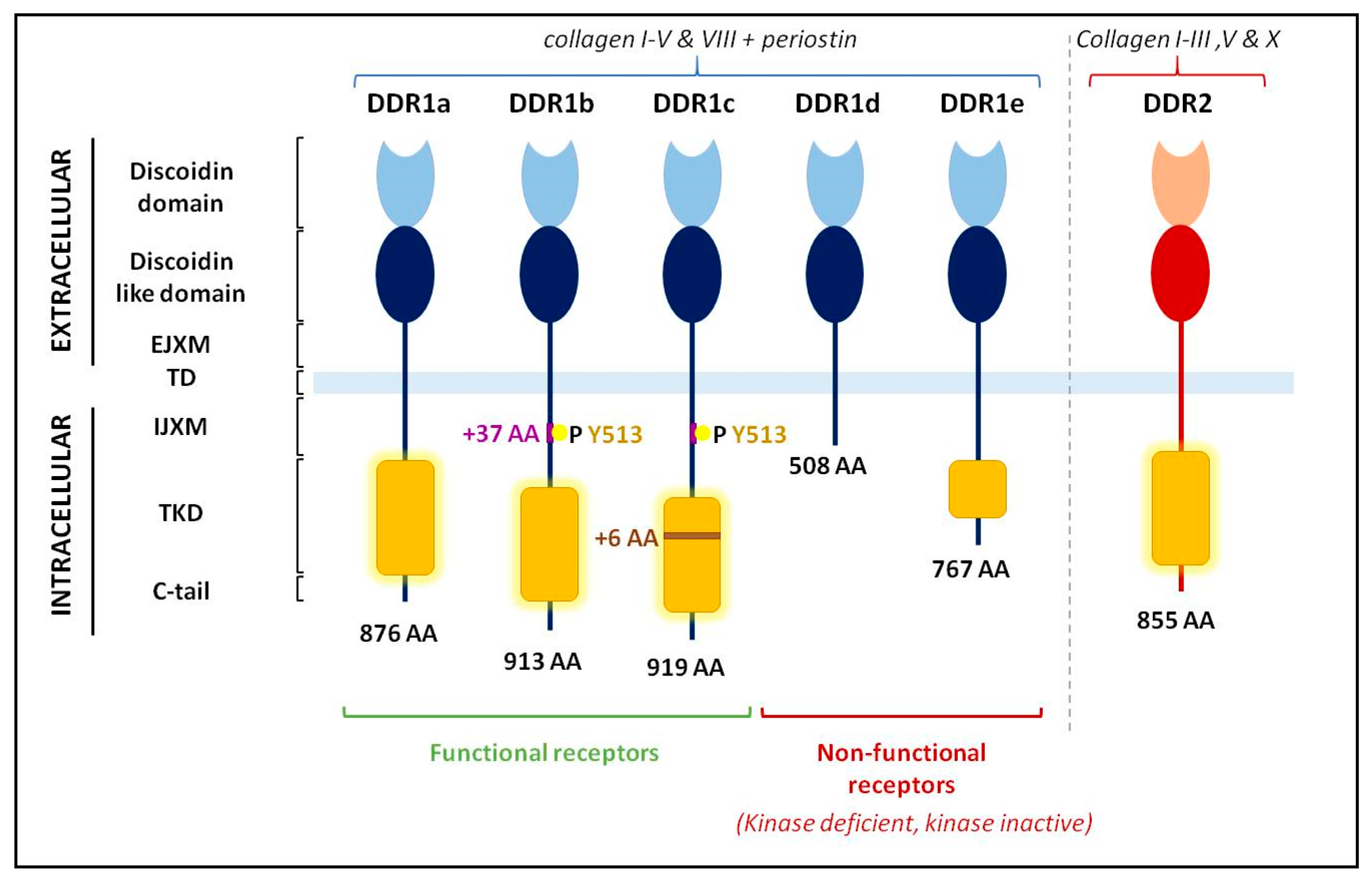 Cancers 13 01725 g004