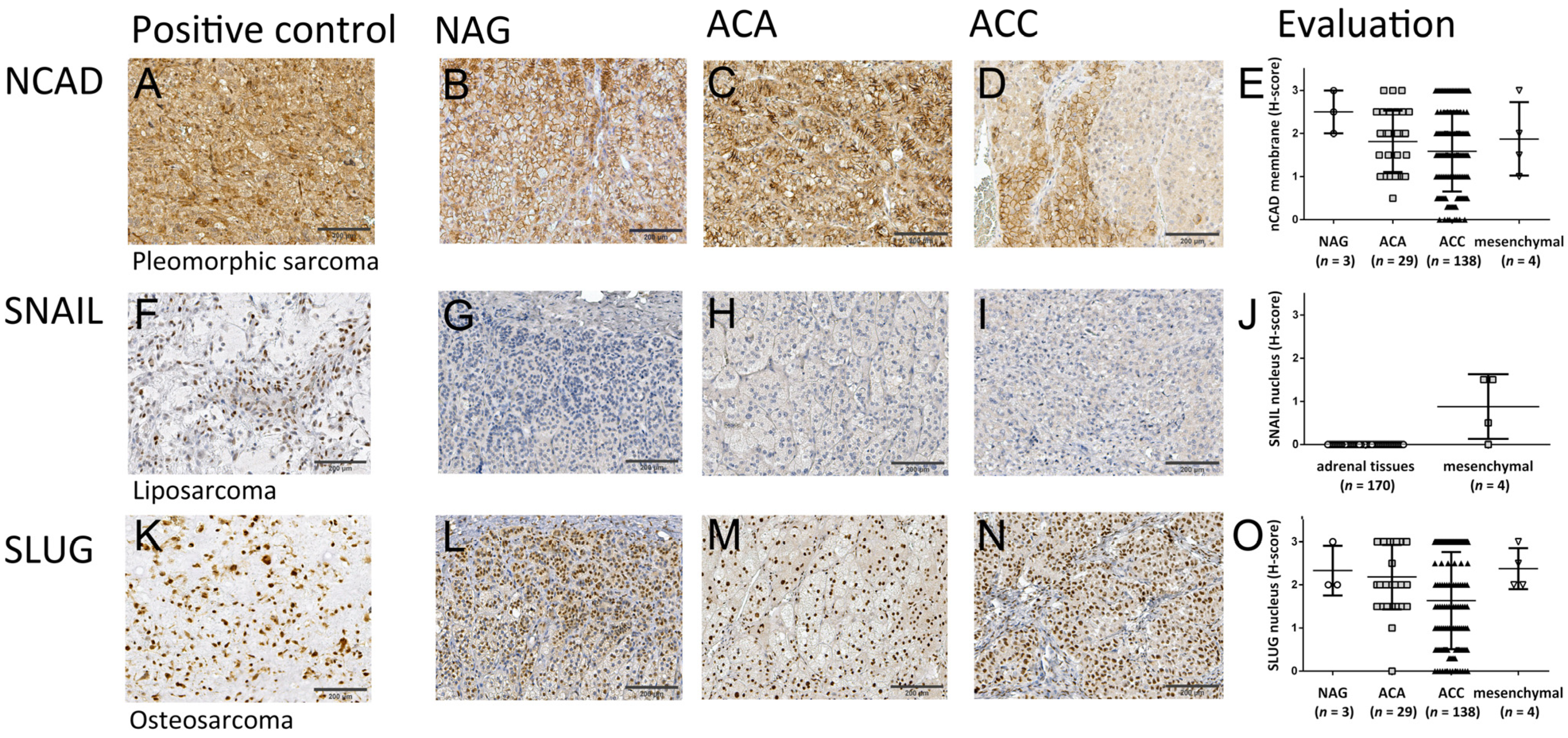 Cancers 13 01736 g003