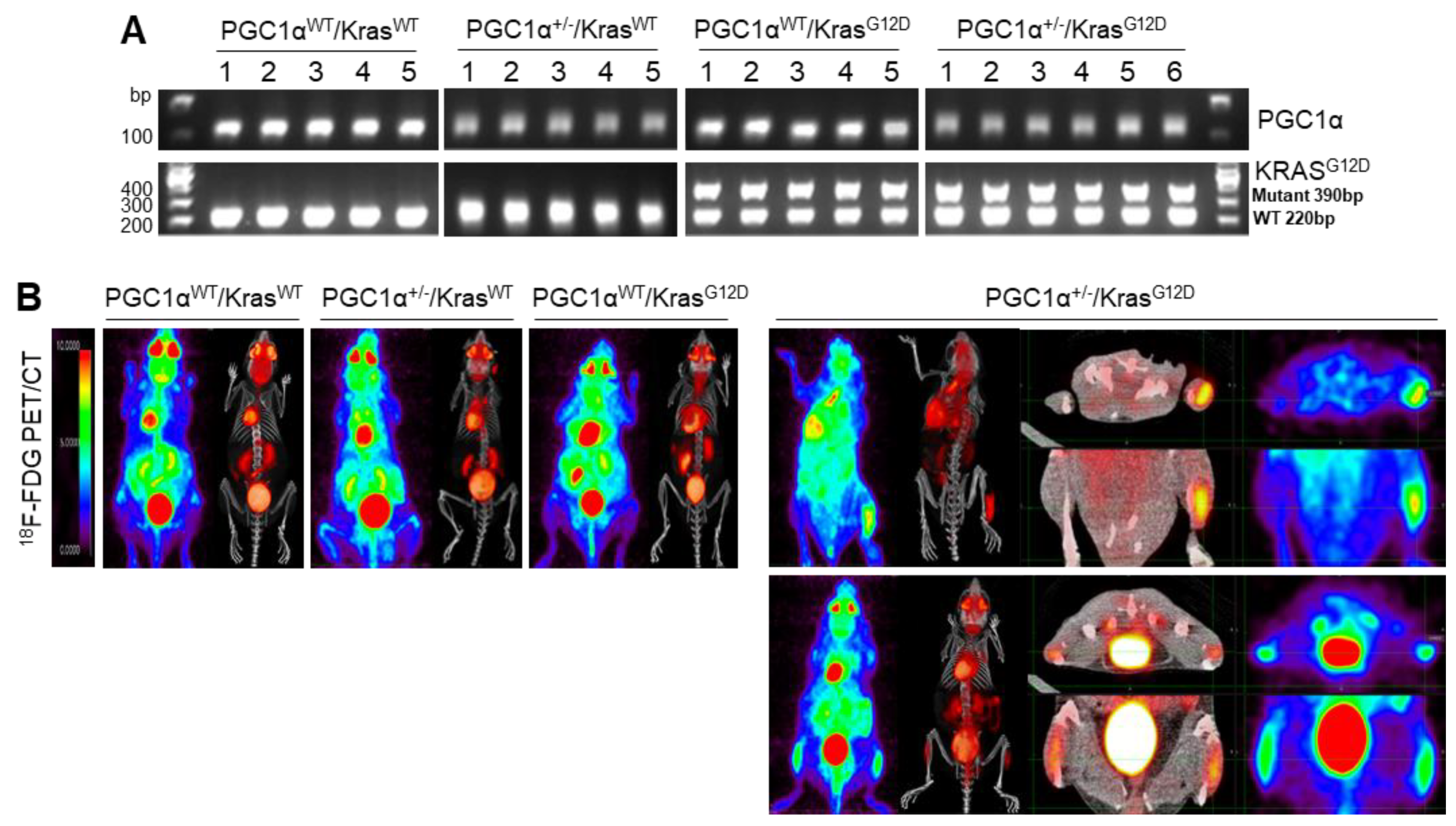 Cancers 13 01772 g003a