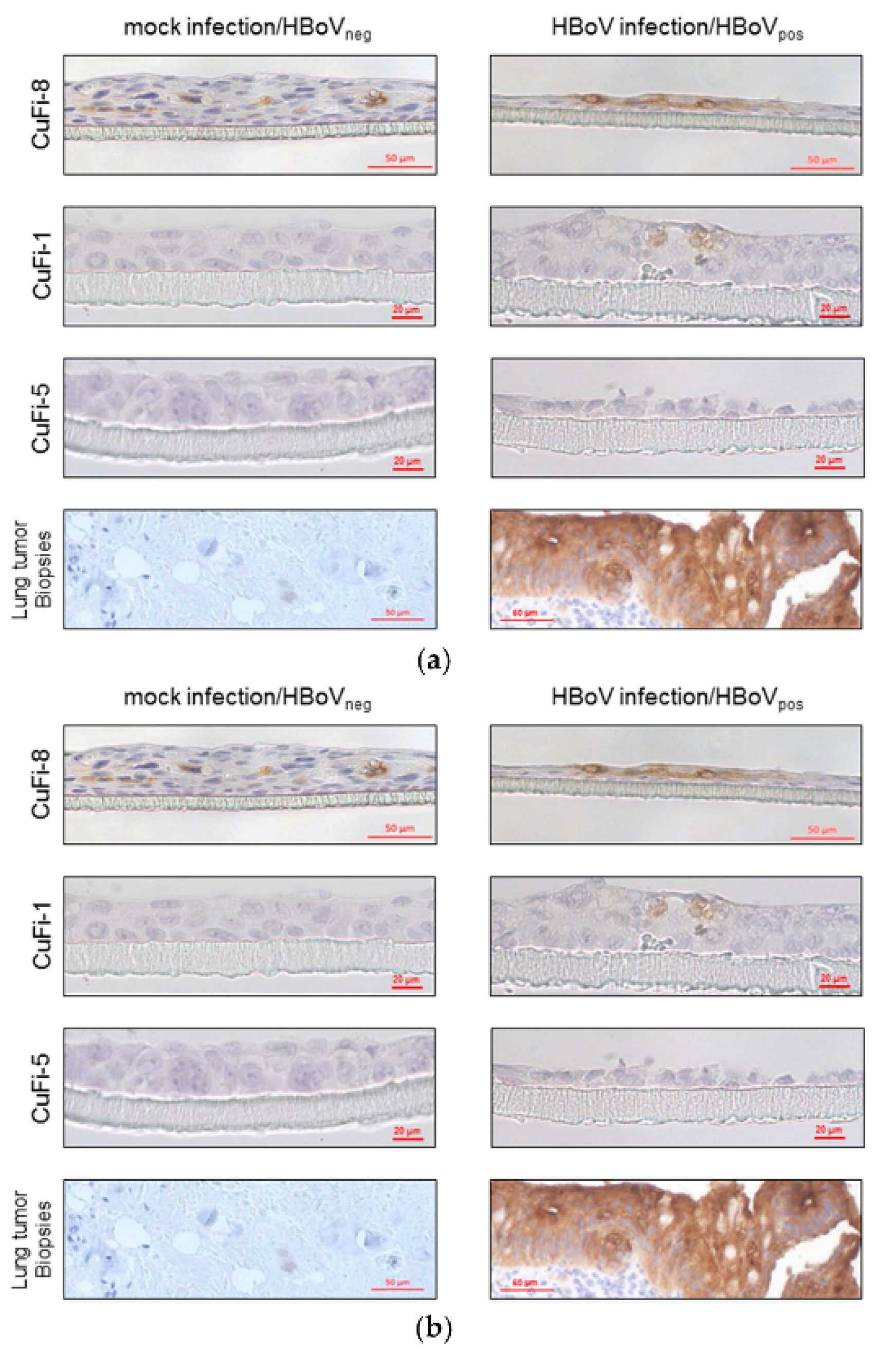 Cancers 13 01774 g003