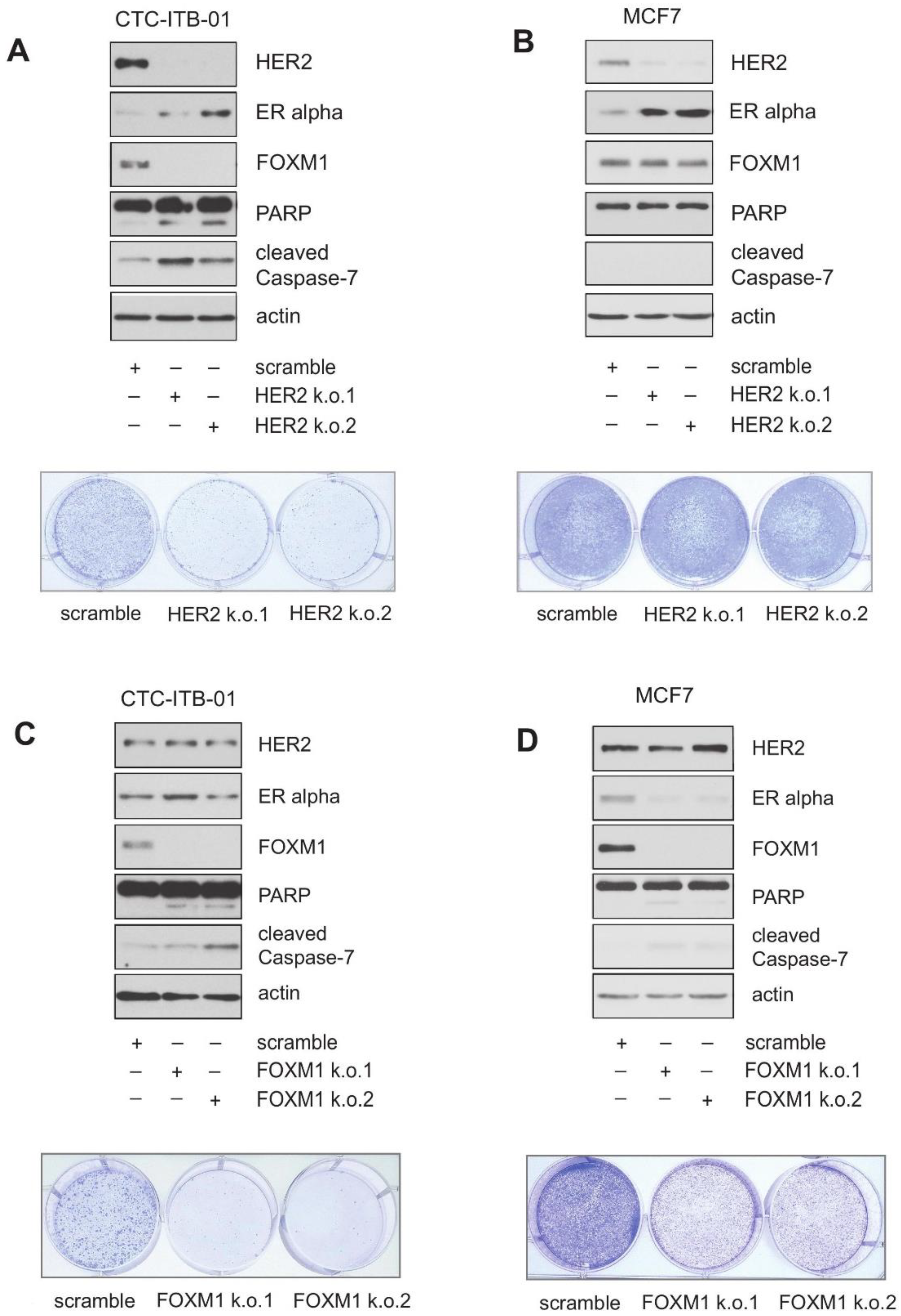 Cancers 13 01810 g003 Cancers 13 01810 g003