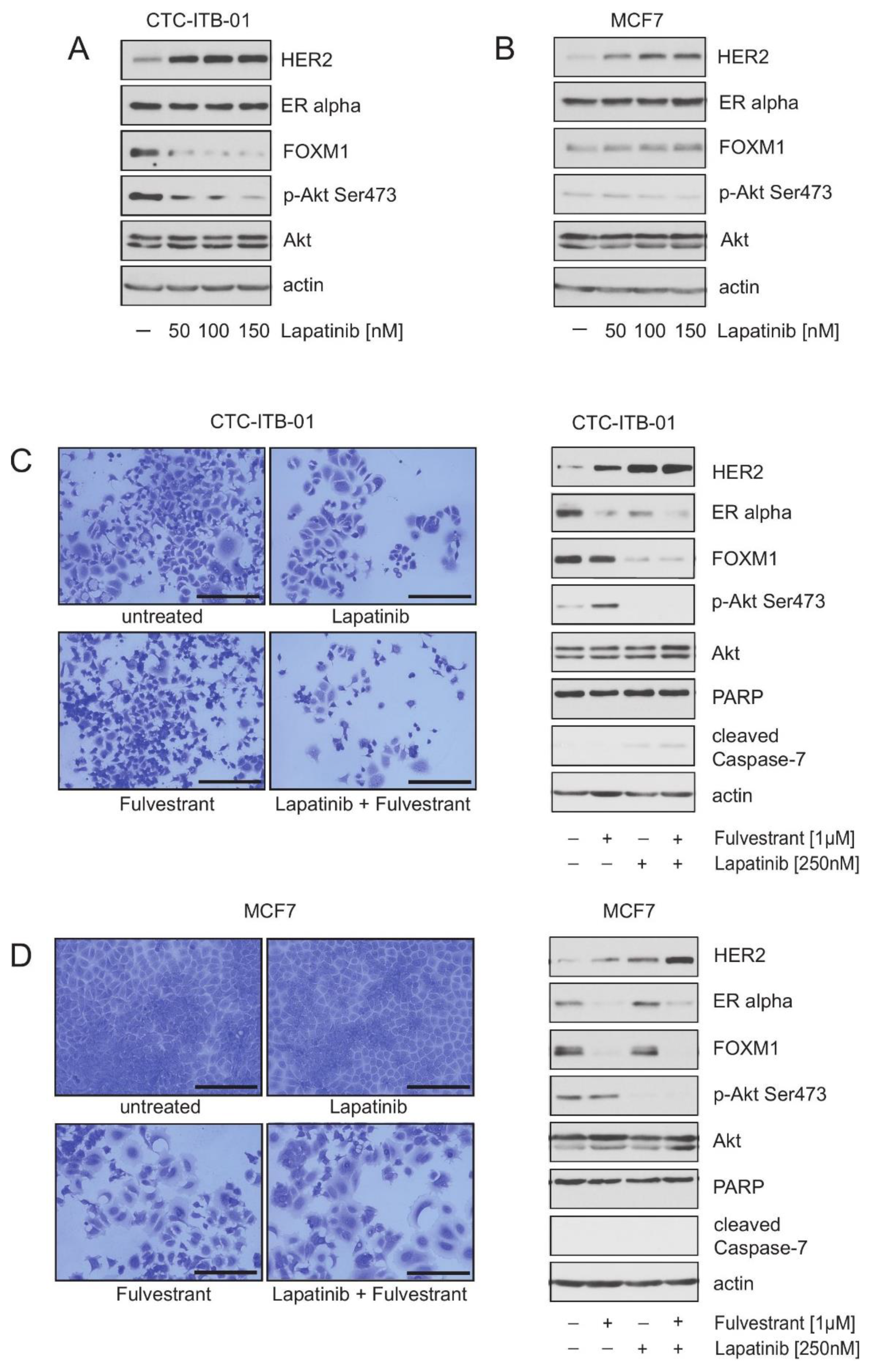 Cancers 13 01810 g004 Cancers 13 01810 g004