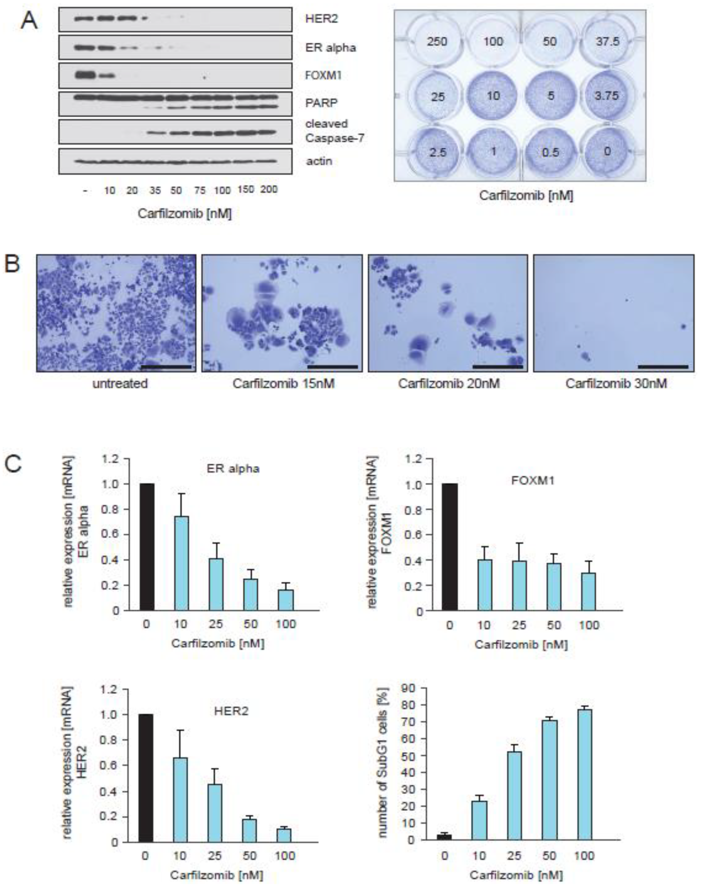 Cancers 13 01810 g005 Cancers 13 01810 g005