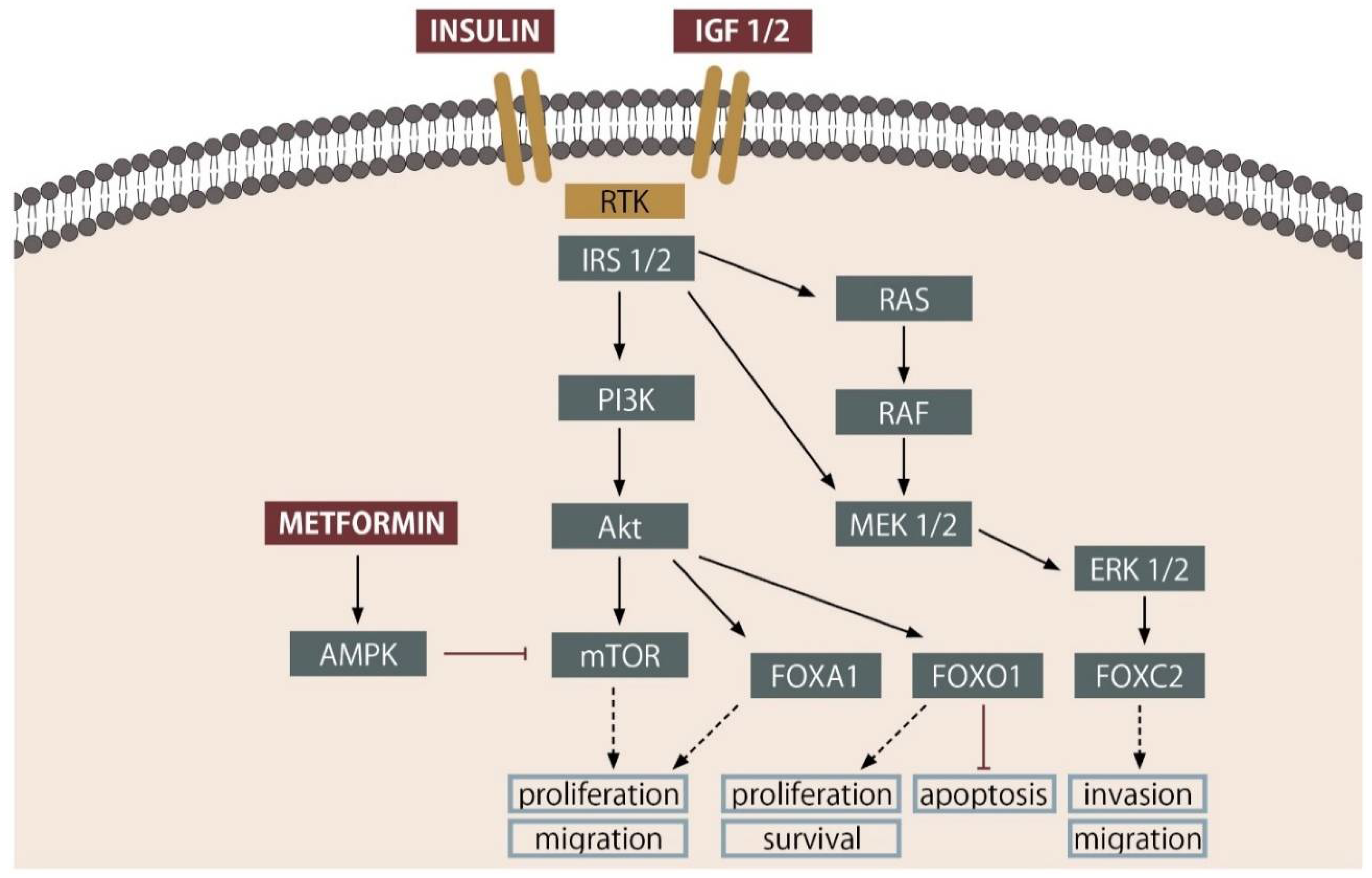 Cancers 13 01827 g001
