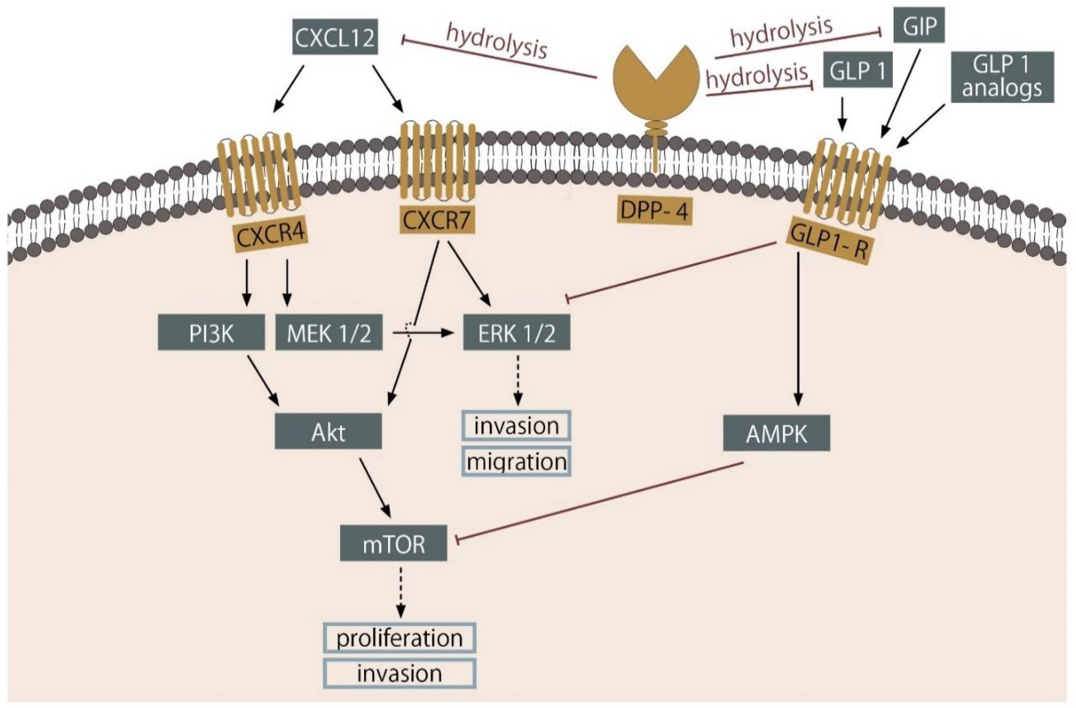 Cancers 13 01827 g002