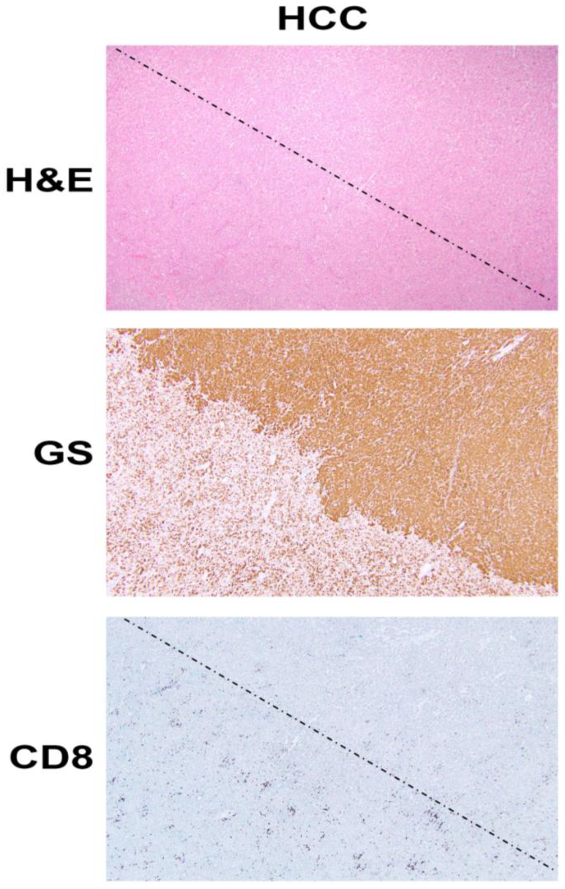 Cancers 13 01830 g001