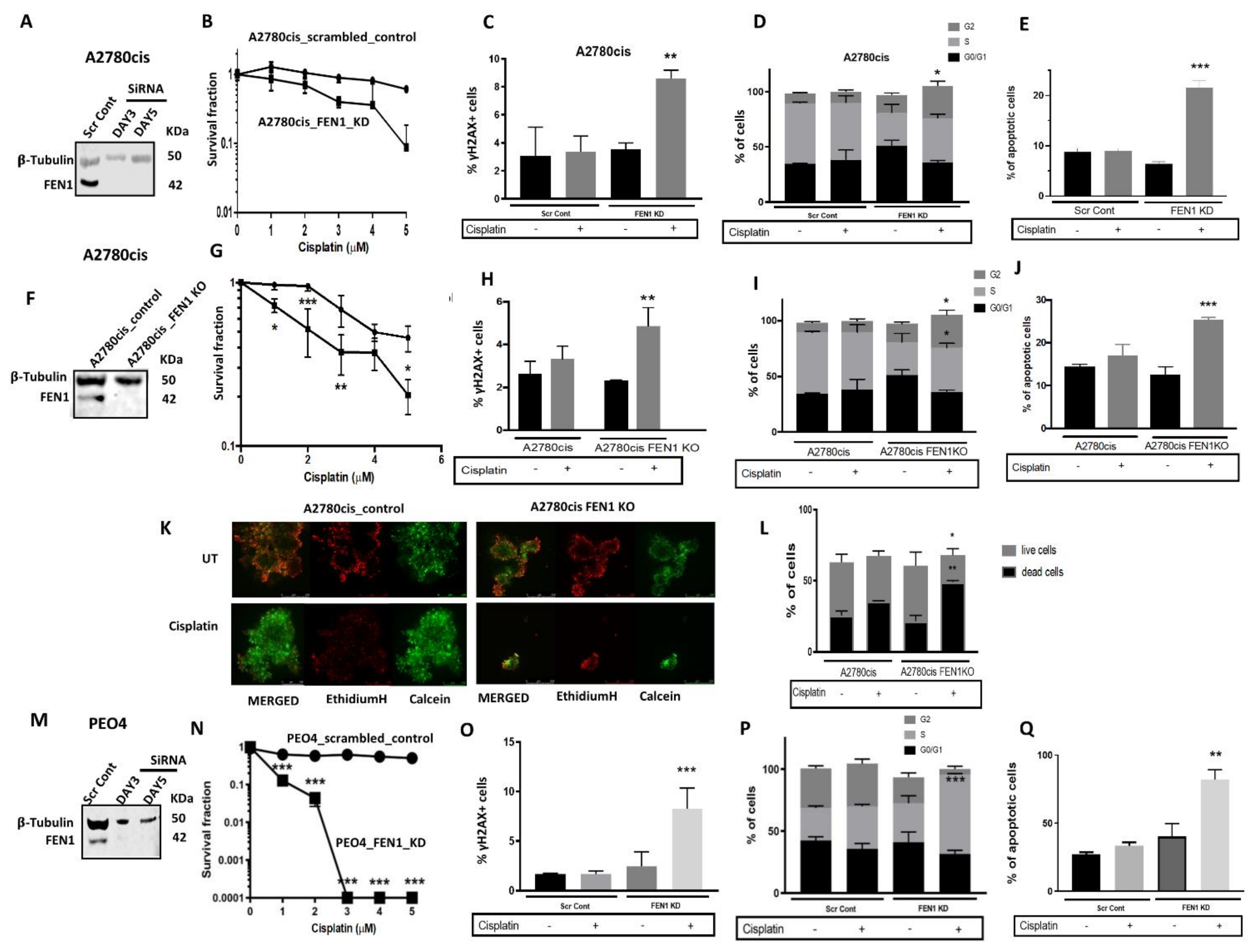 Cancers 13 01866 g003 Cancers 13 01866 g003