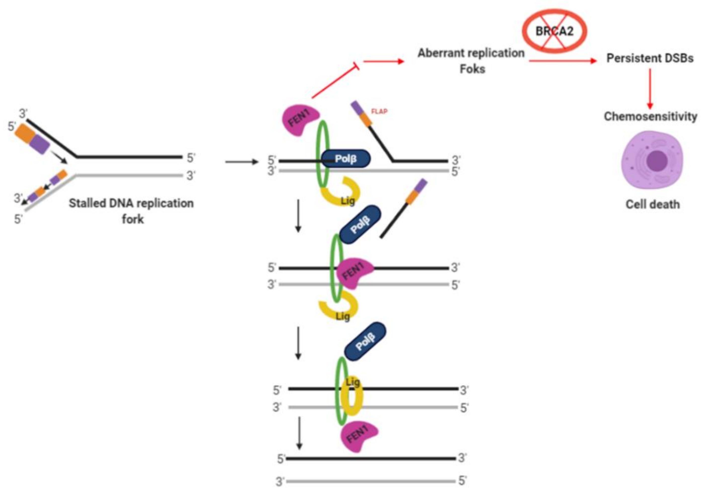 Cancers 13 01866 g007 Cancers 13 01866 g007