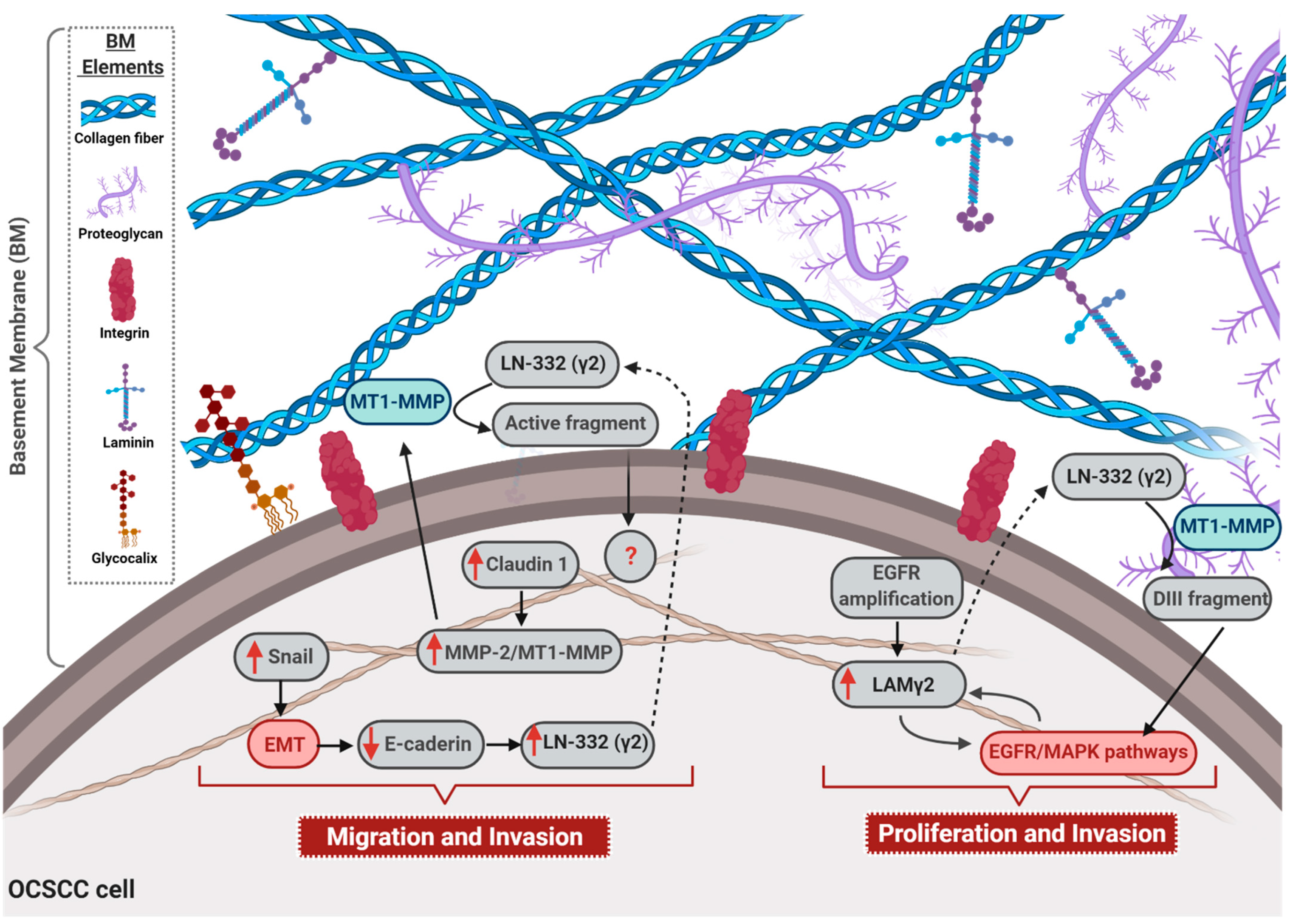 Cancers 13 01890 g001