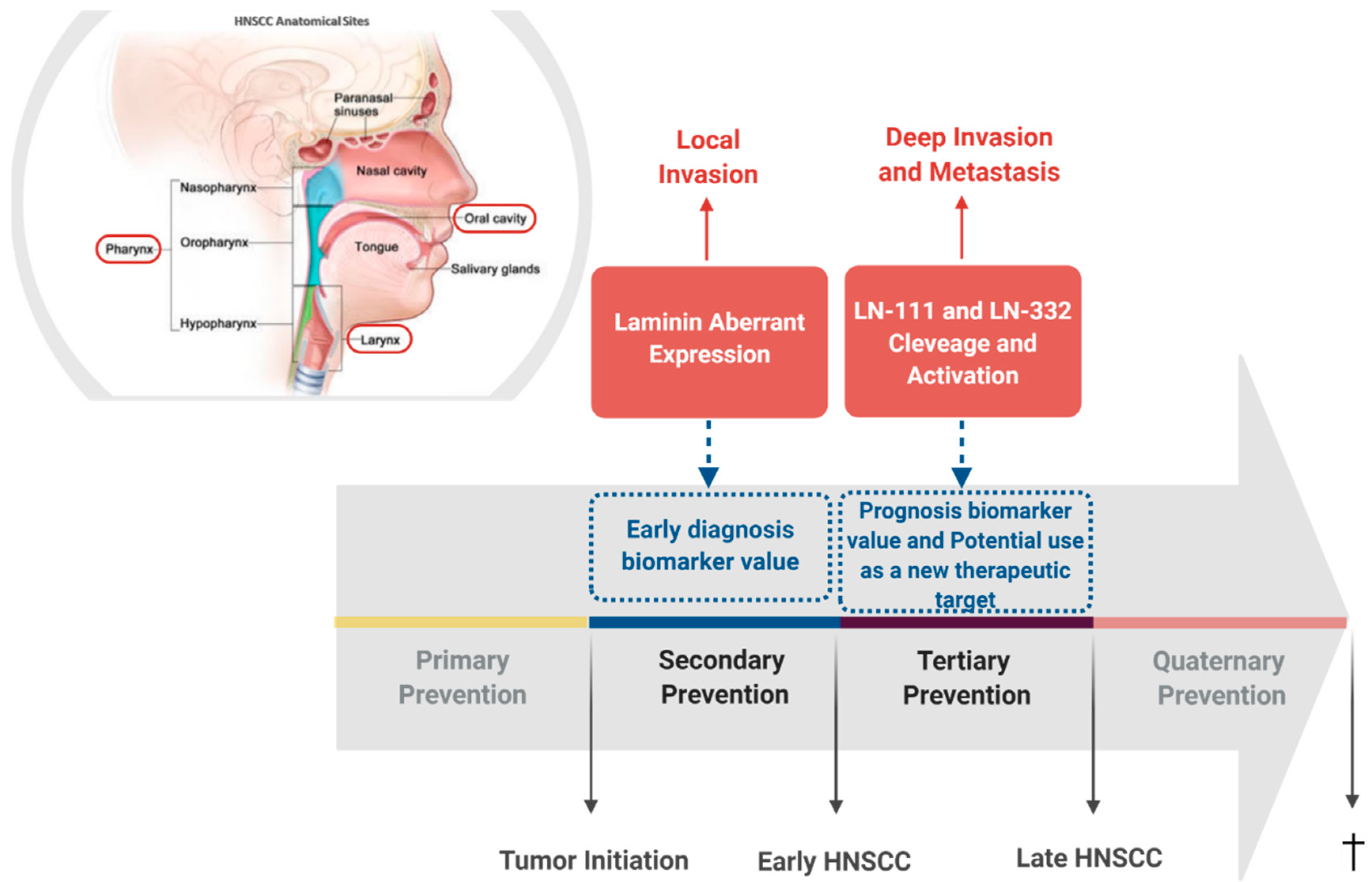 Cancers 13 01890 g002