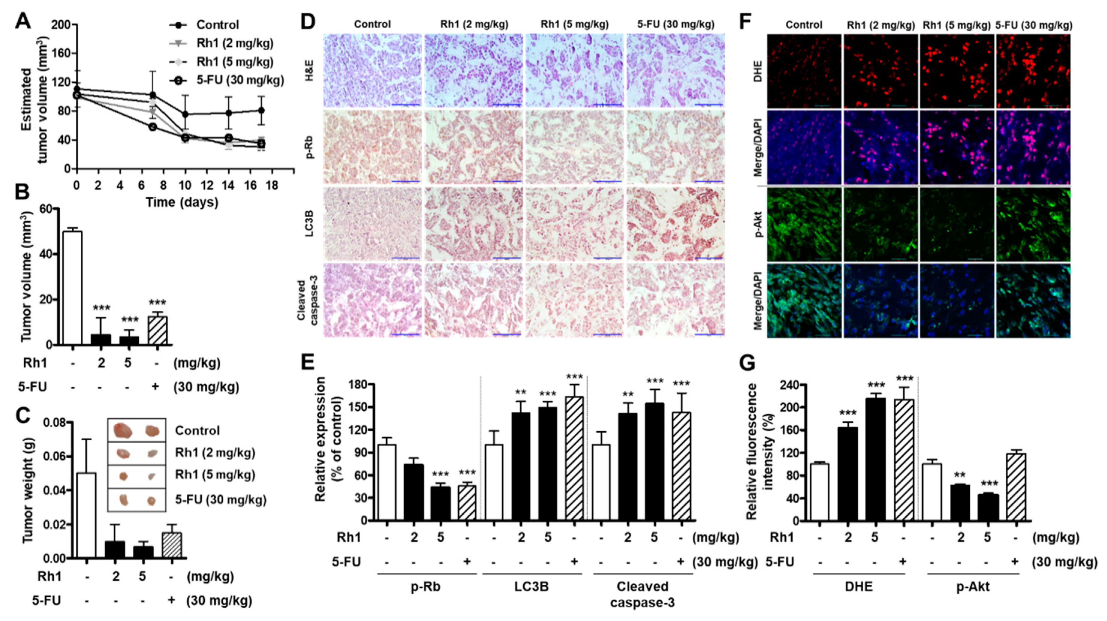 Cancers 13 01892 g007 Cancers 13 01892 g007