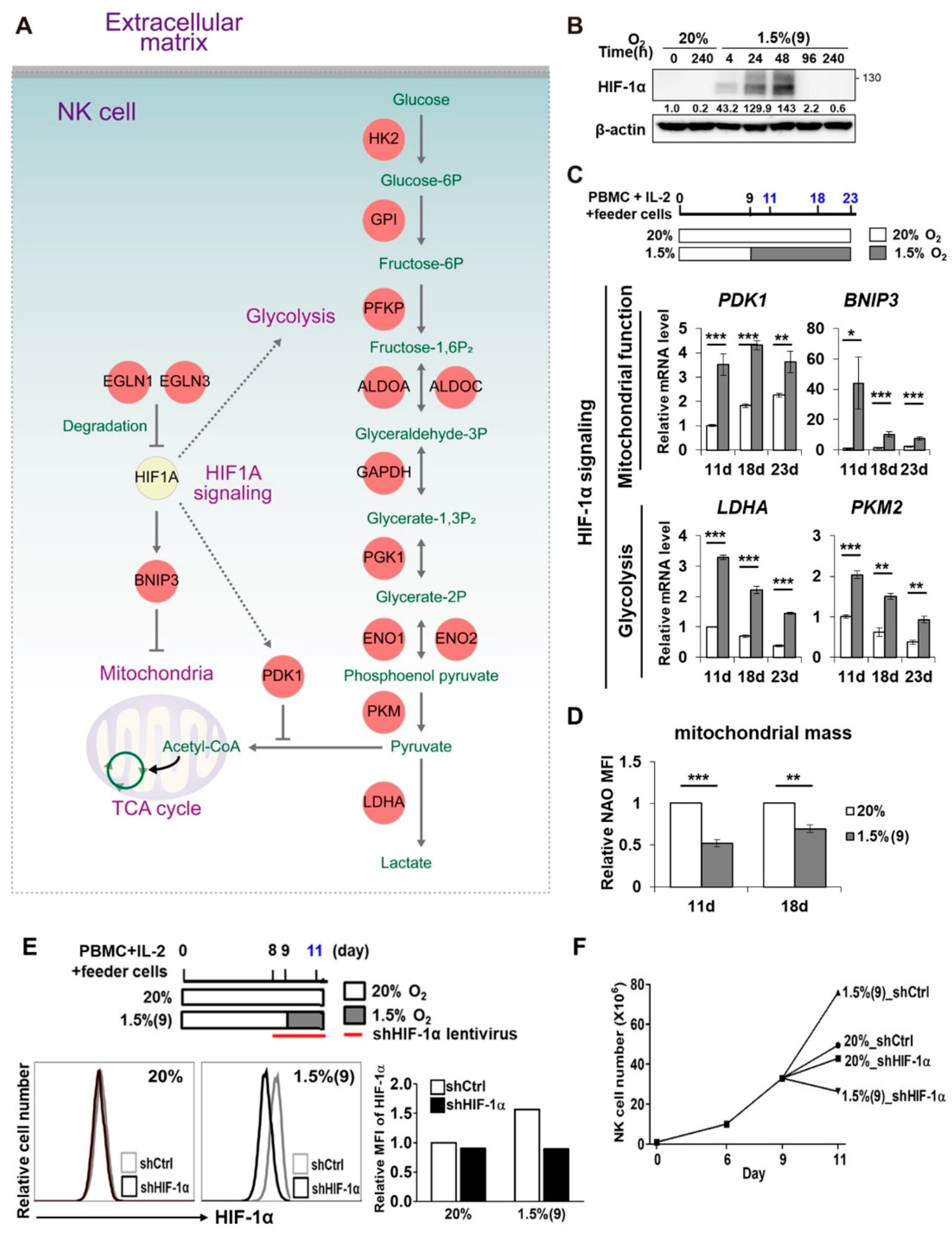 Cancers 13 01904 g004 Cancers 13 01904 g004