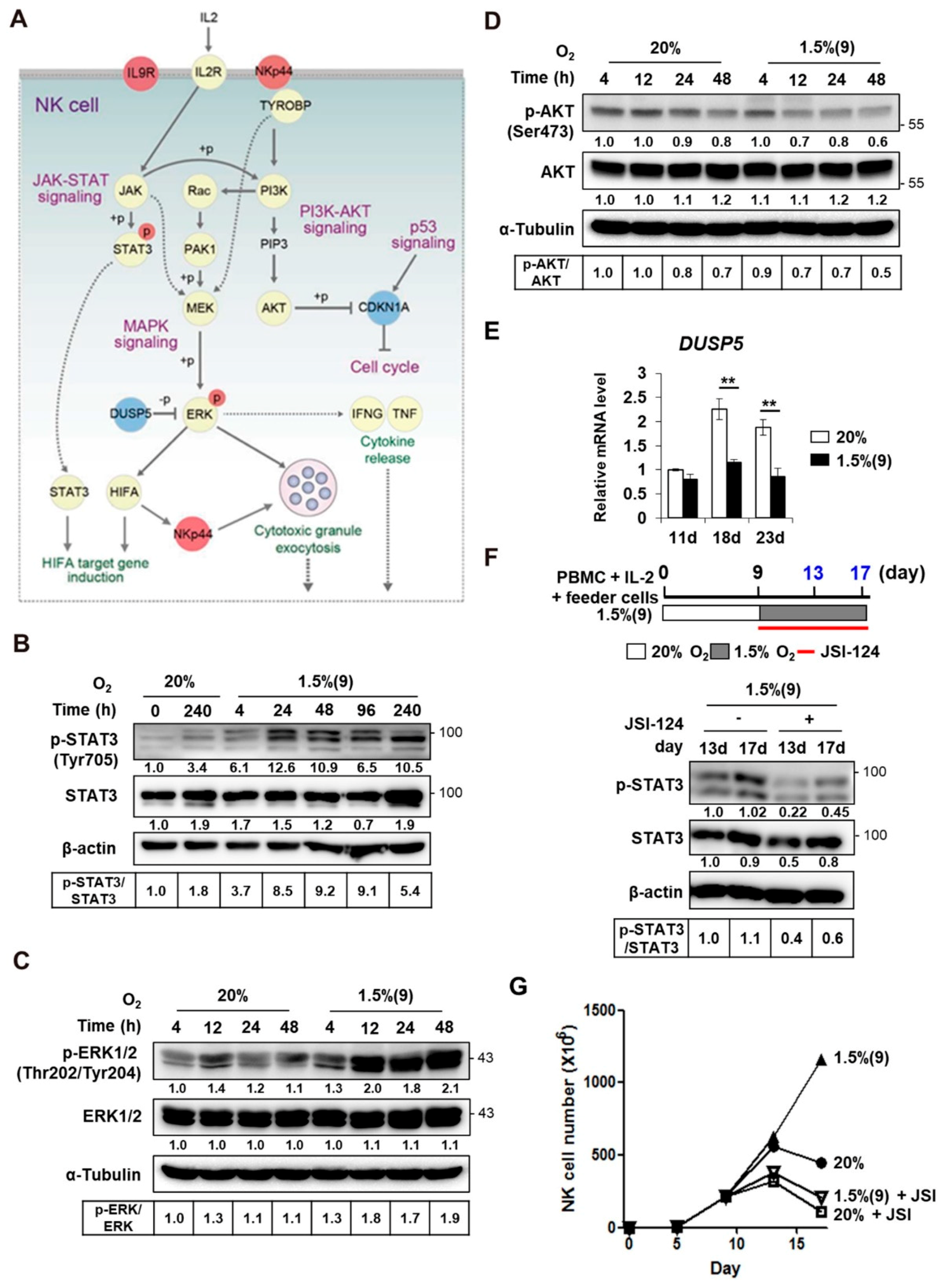 Cancers 13 01904 g005 Cancers 13 01904 g005