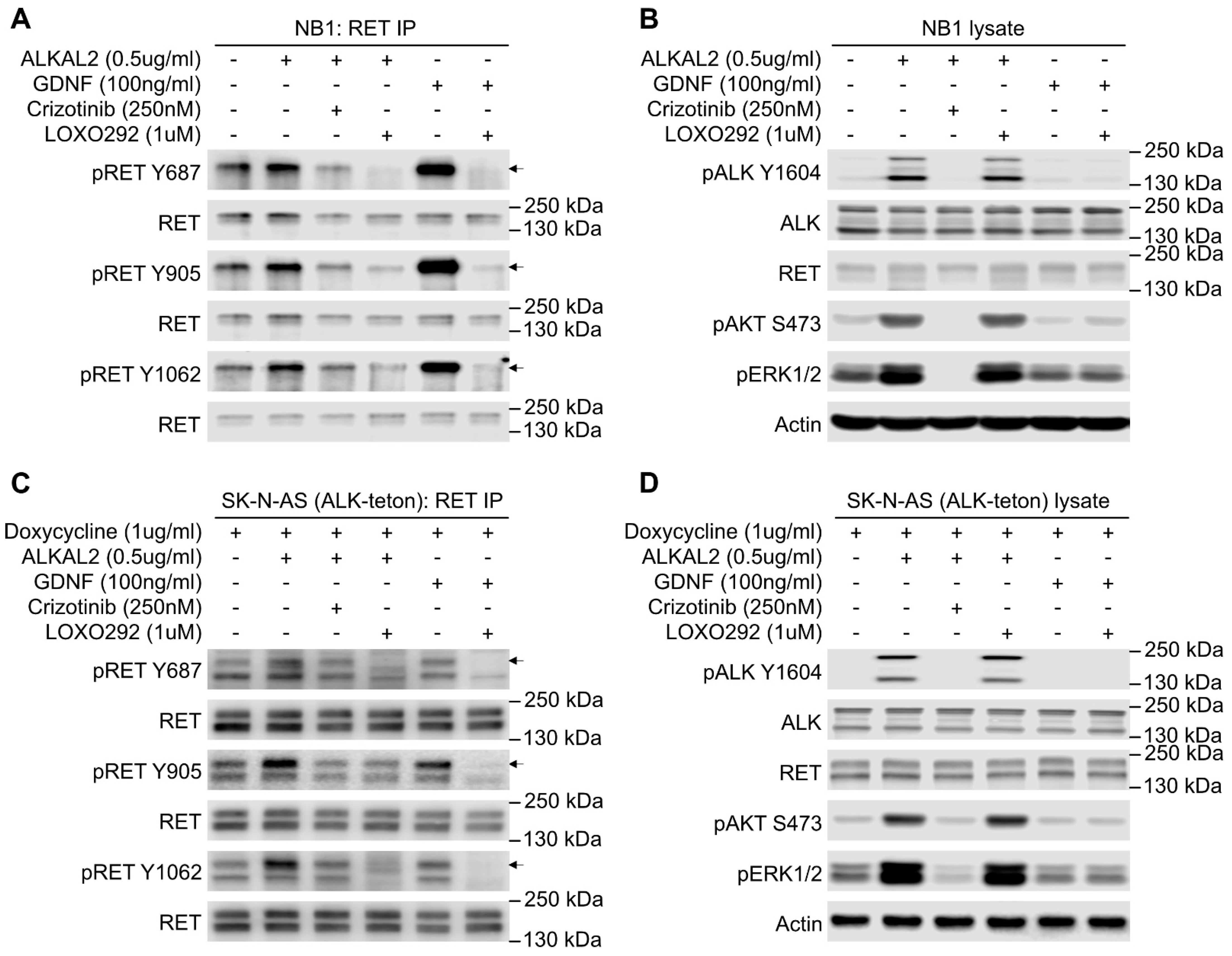 Cancers 13 01909 g001