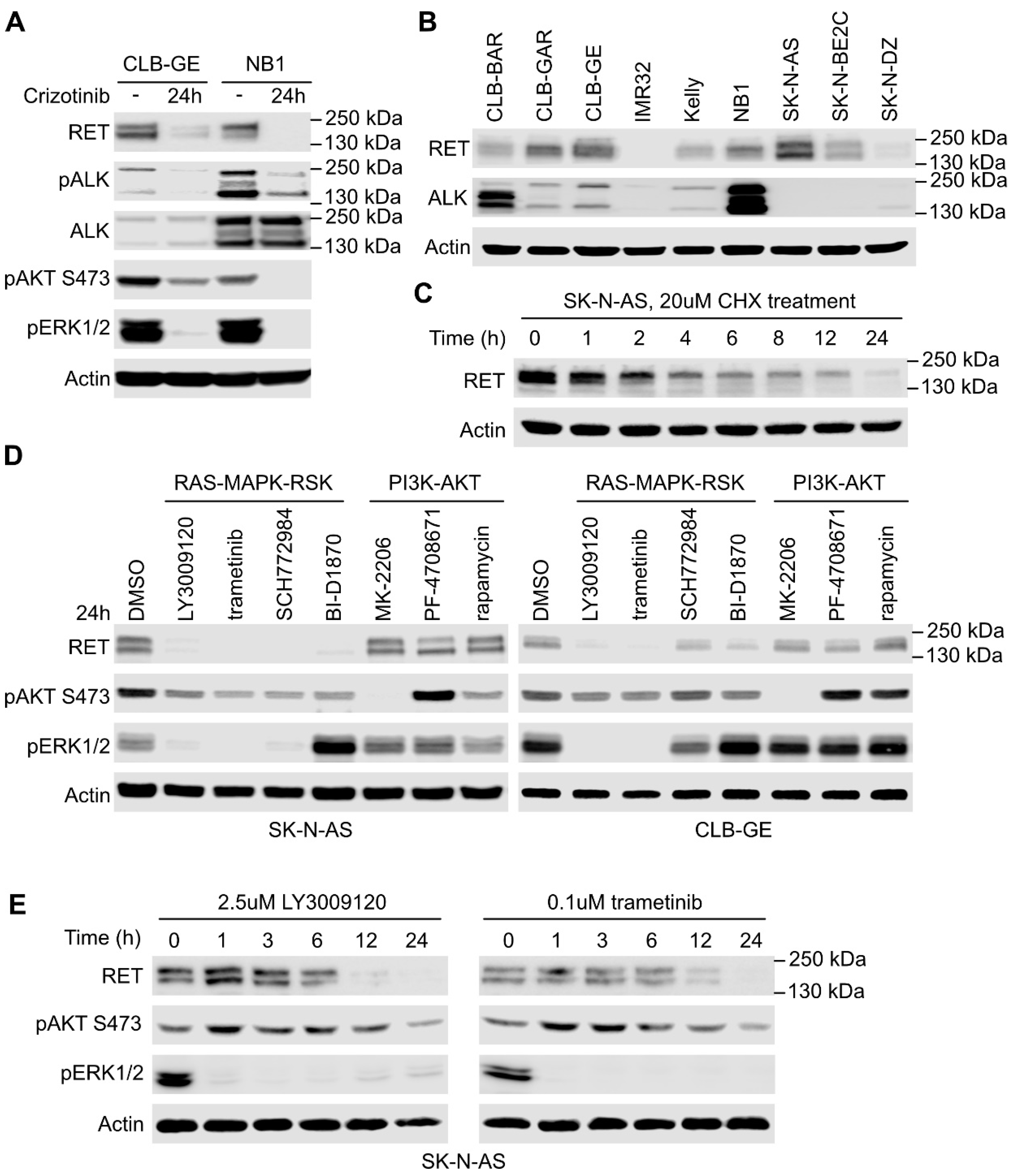 Cancers 13 01909 g003