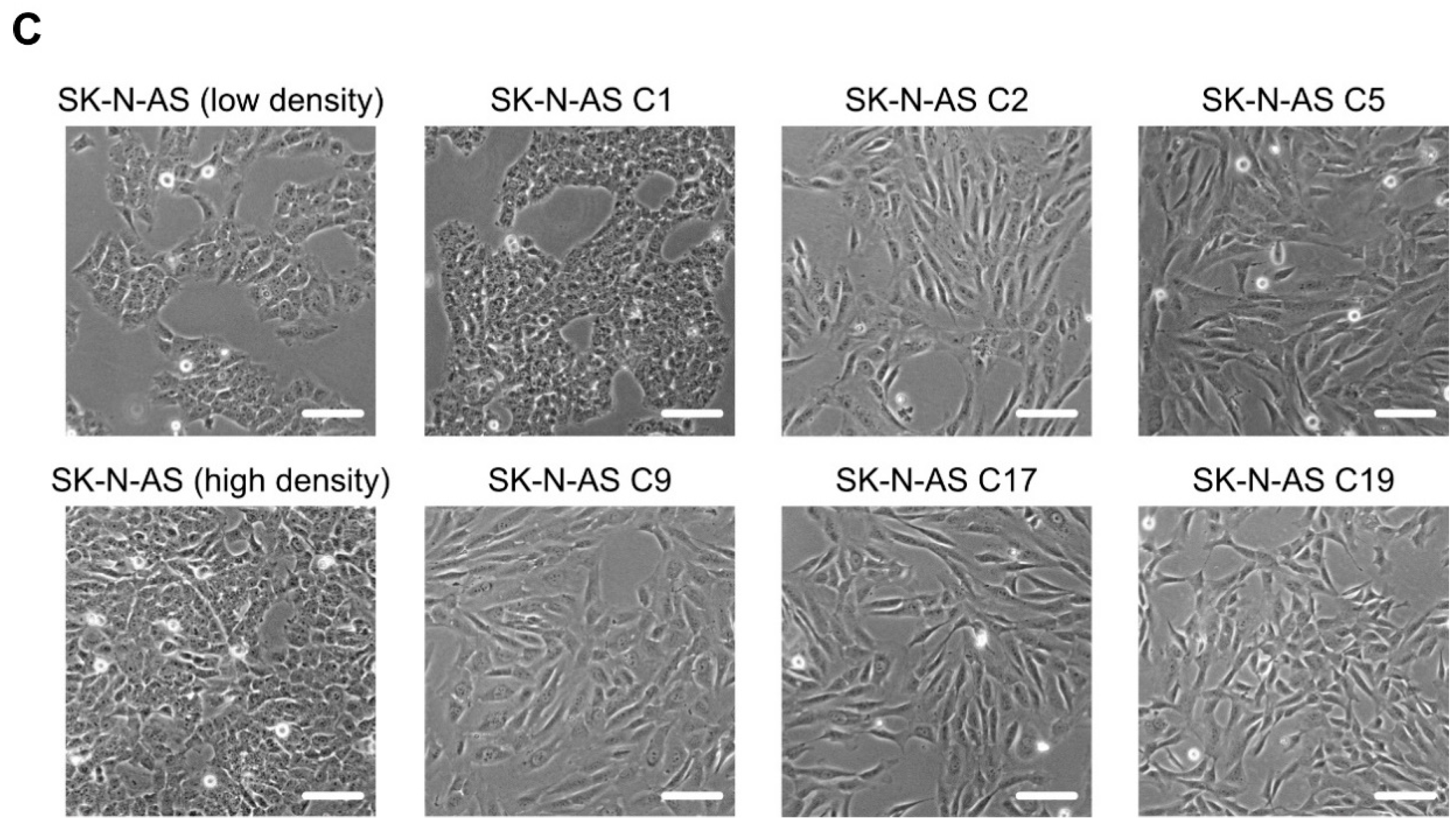 Cancers 13 01909 g004b
