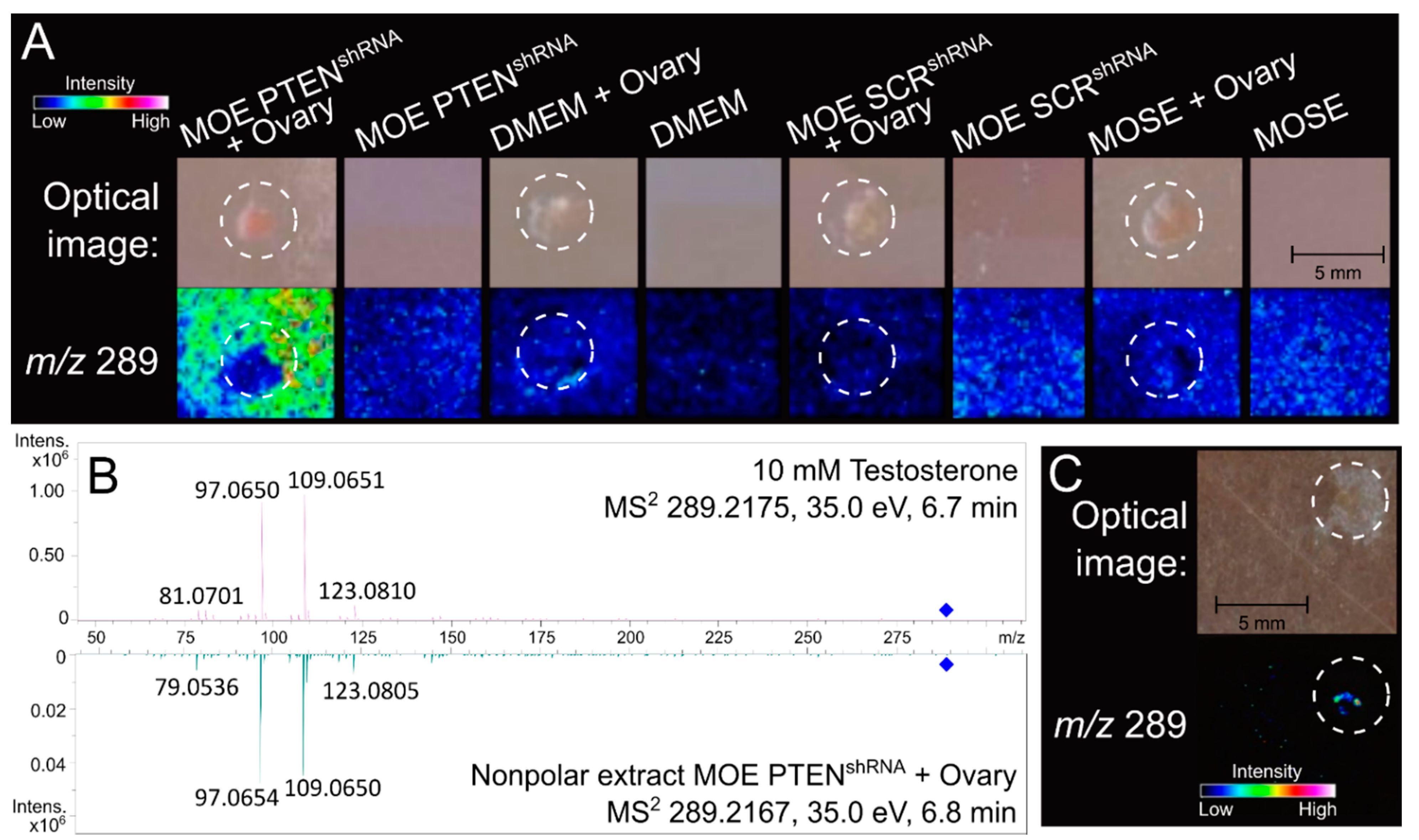Cancers 13 01925 g001