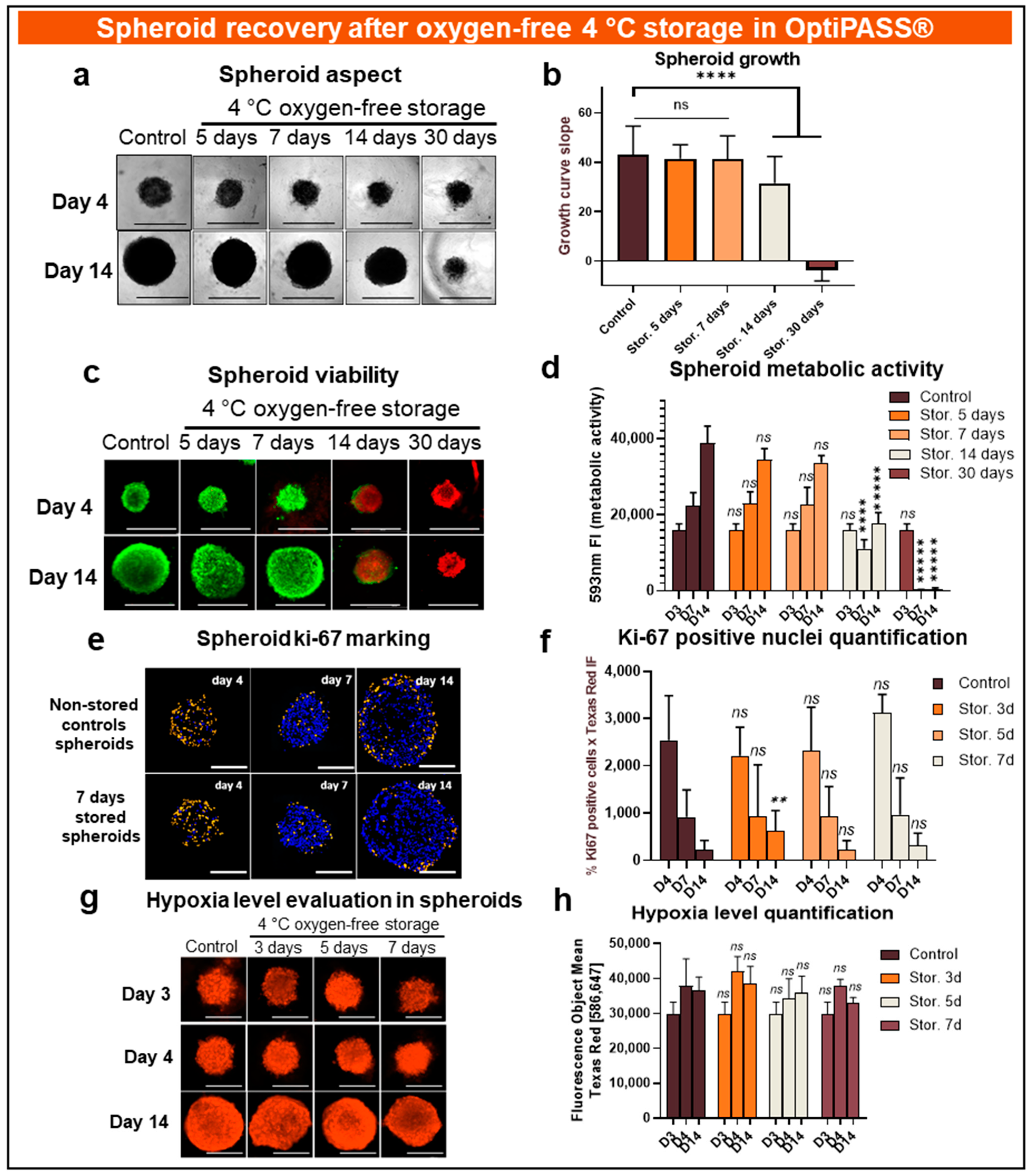 Cancers 13 01945 g004