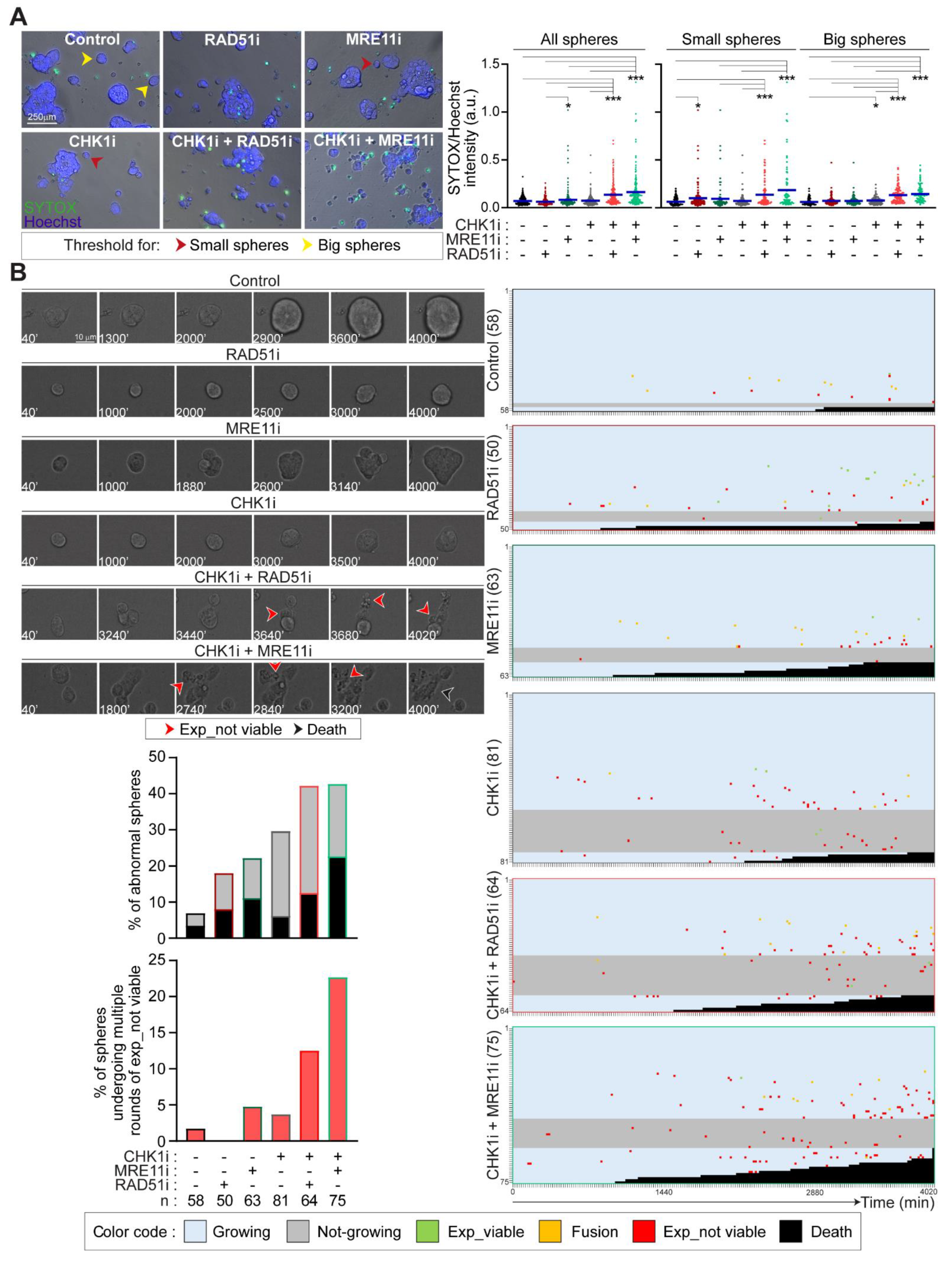 Cancers 13 01957 g005