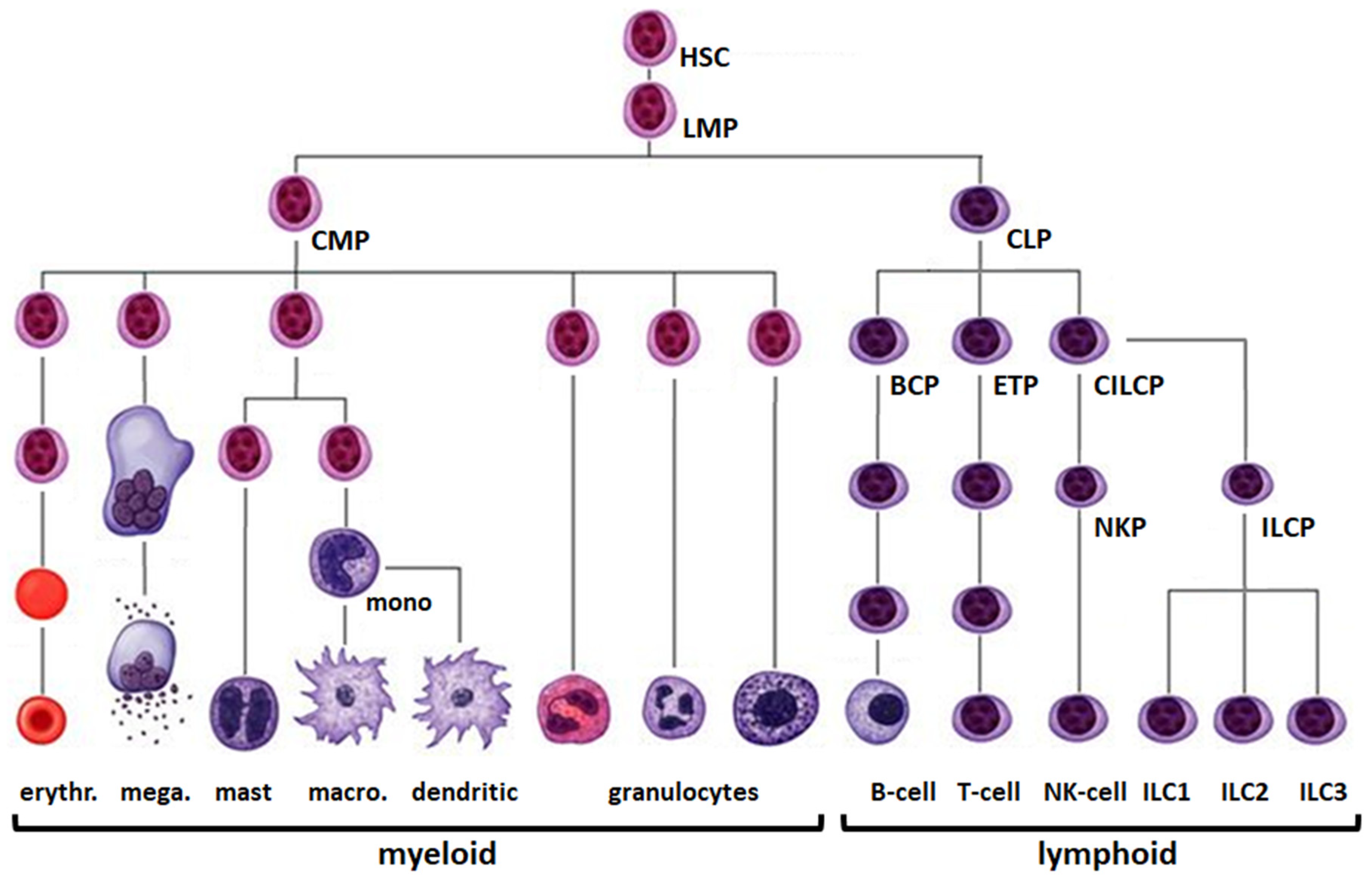 Cancers 13 01961 g001