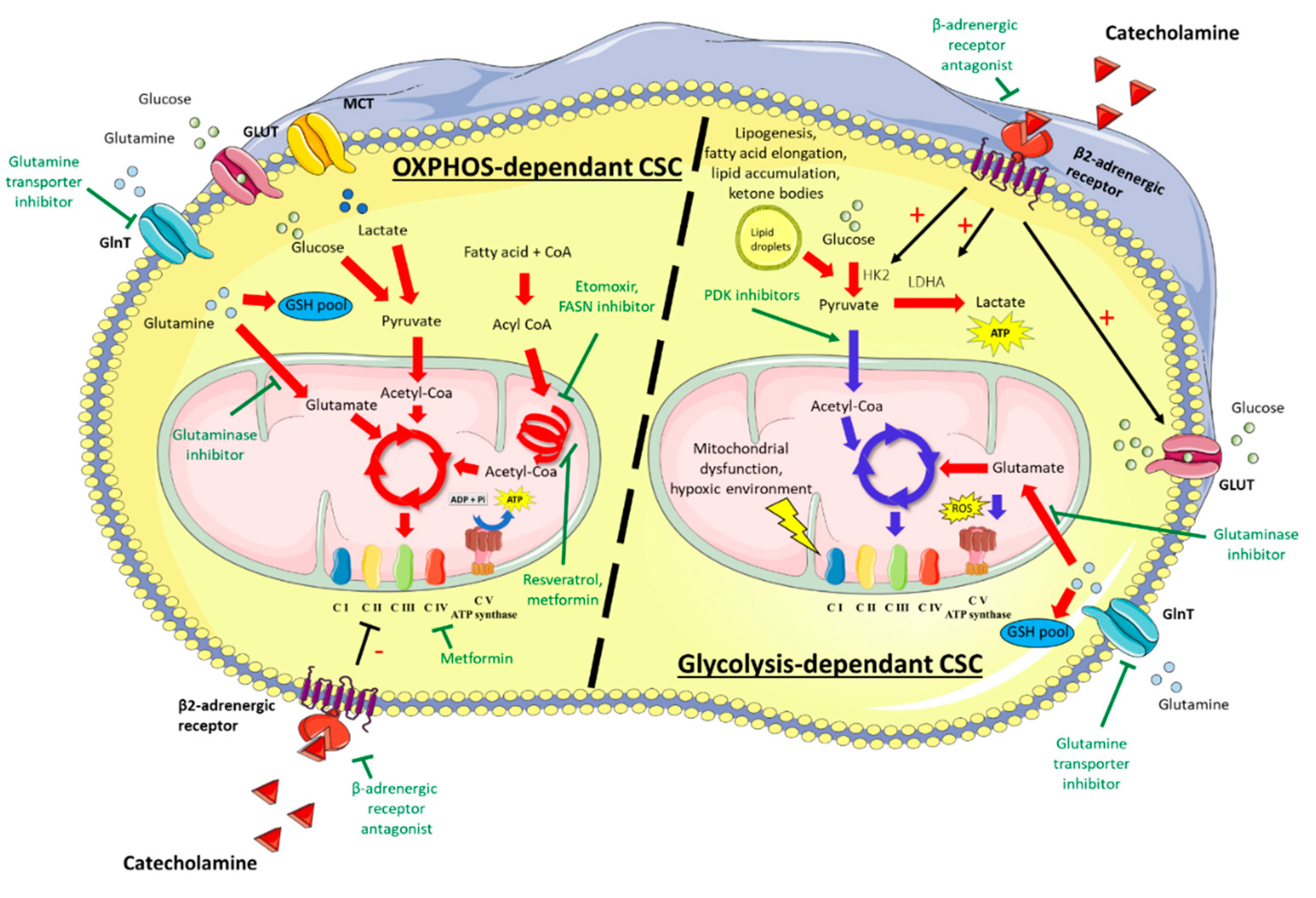 Cancers 13 01973 g002