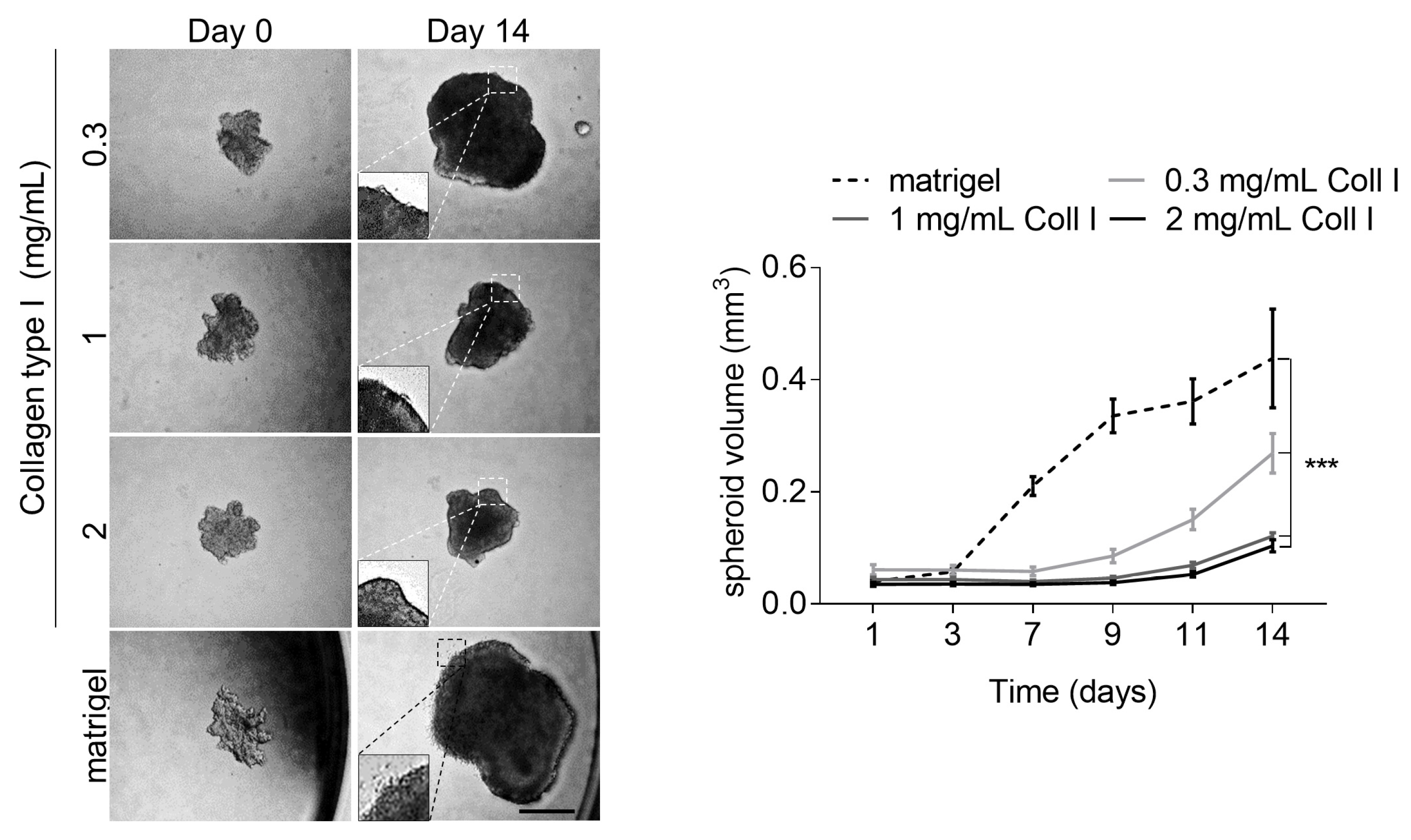 Cancers 13 01984 g005