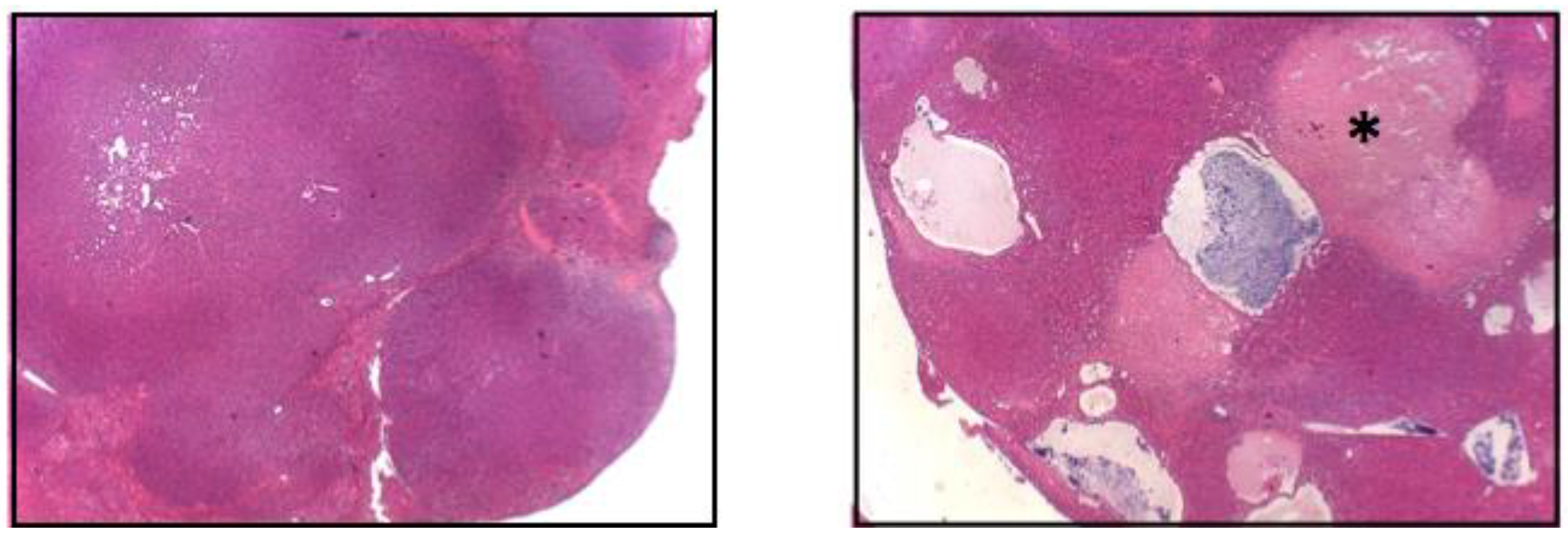 Cancers 13 01996 g001