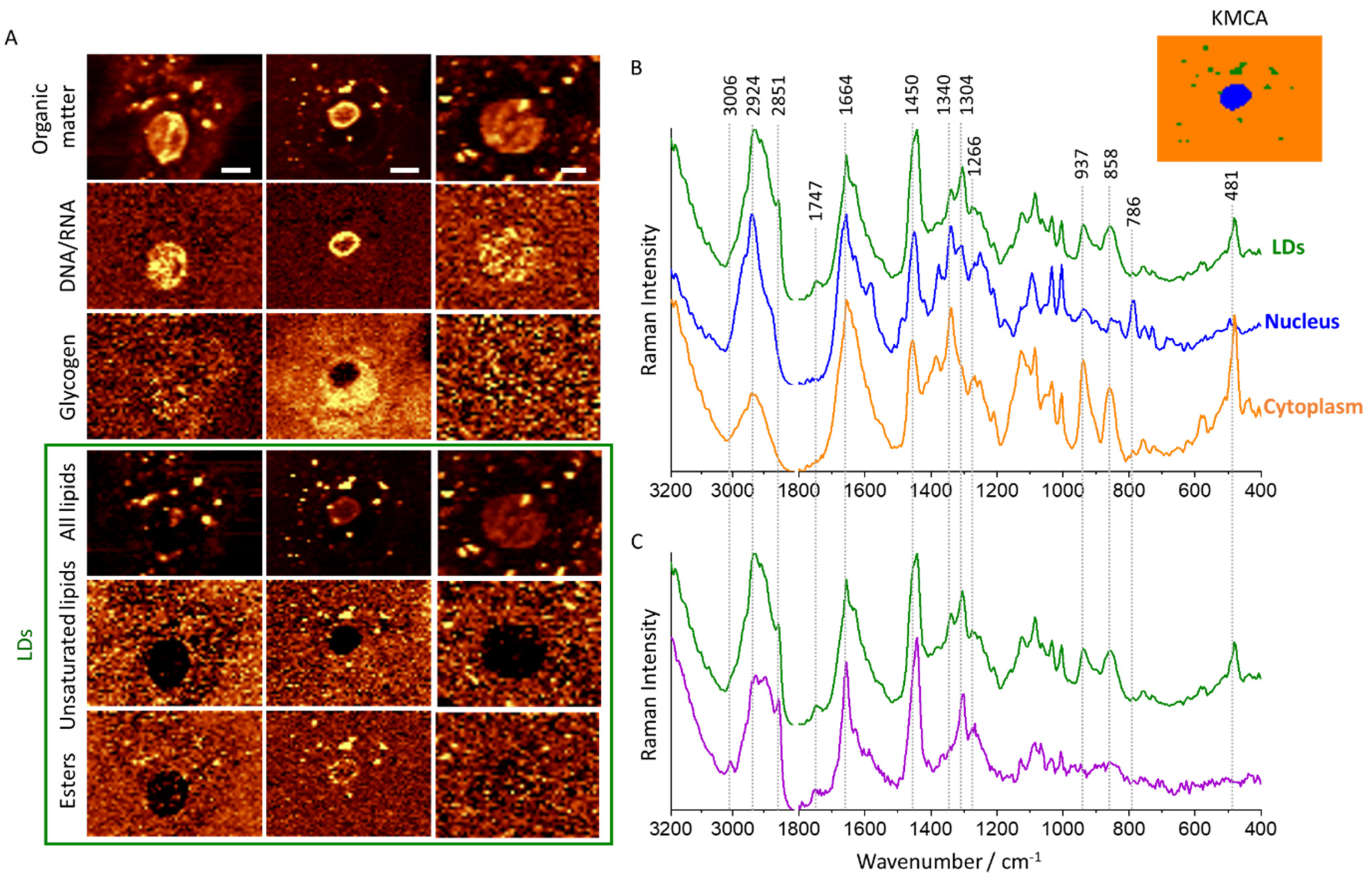 Cancers 13 01997 g001 Cancers 13 01997 g001