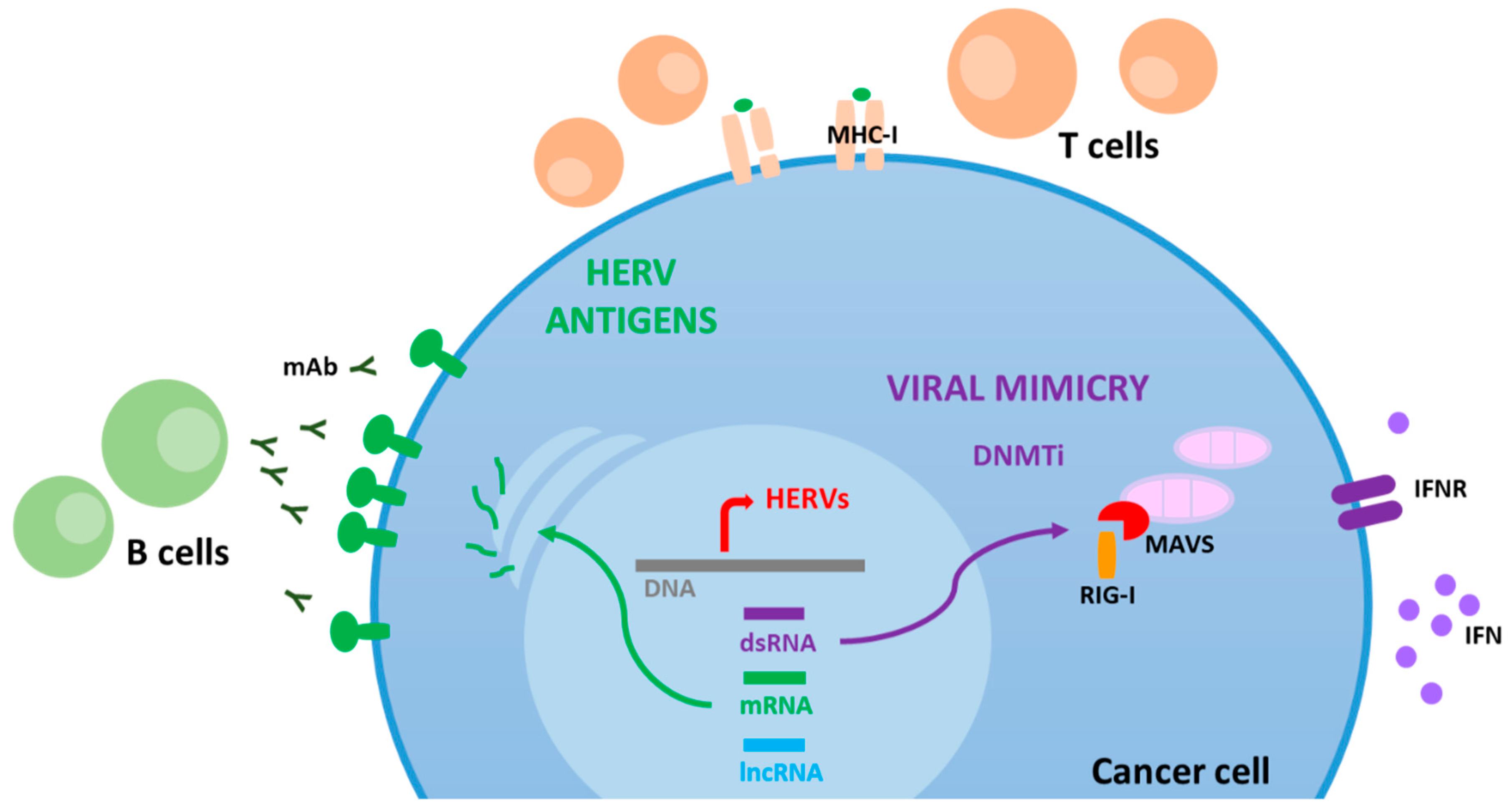 Cancers 13 01999 g001