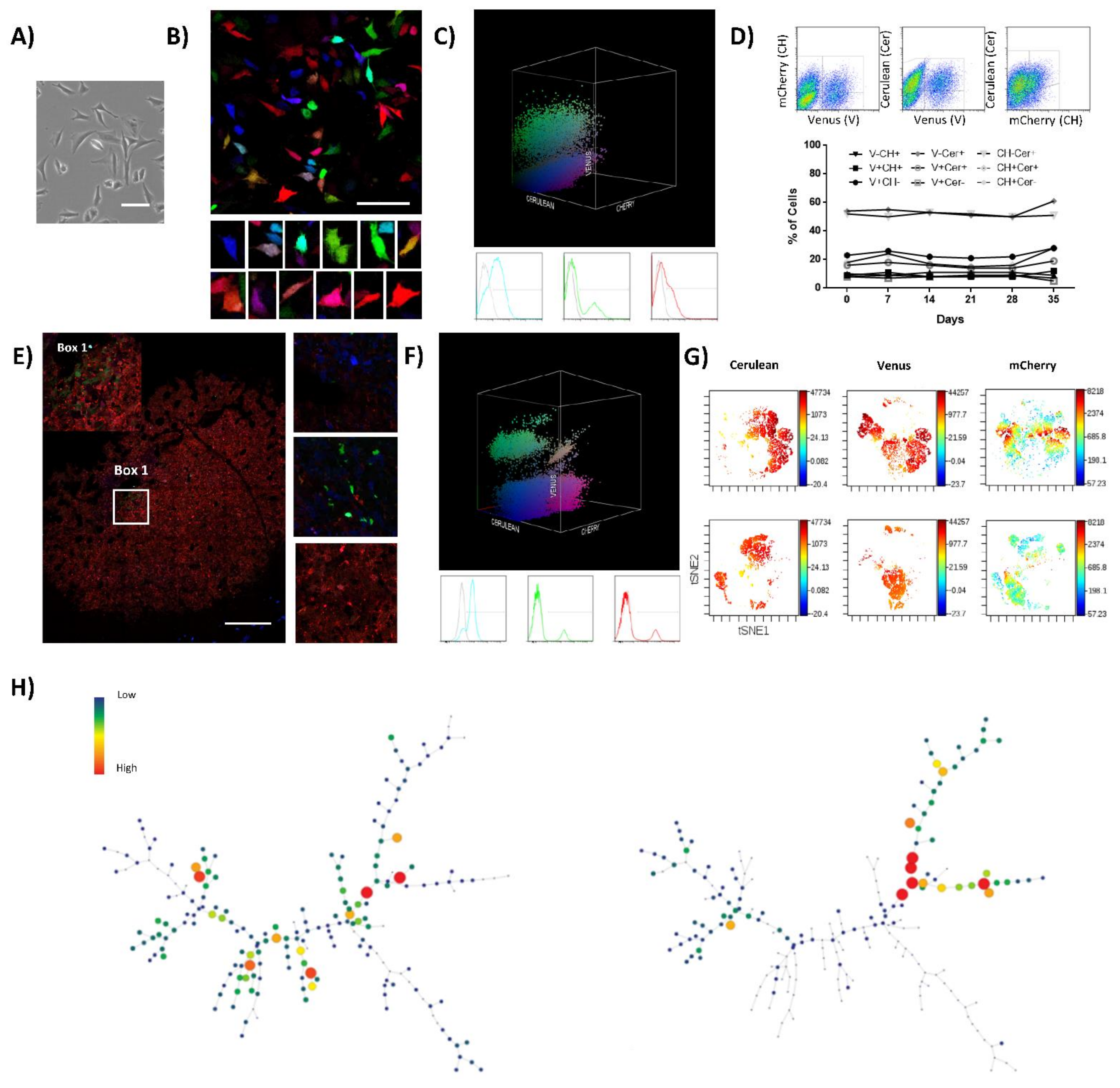 Cancers 13 02003 g002