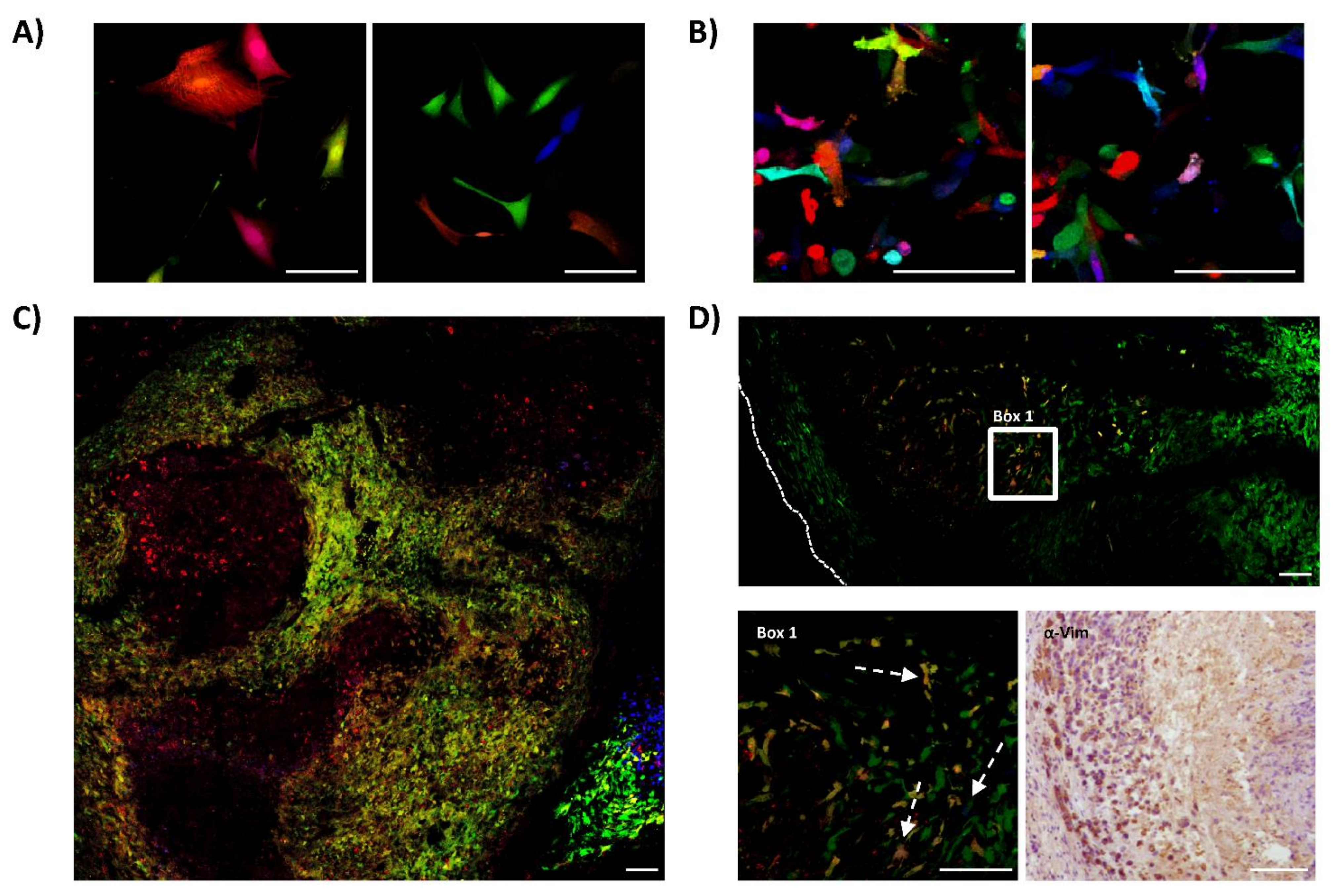 Cancers 13 02003 g003