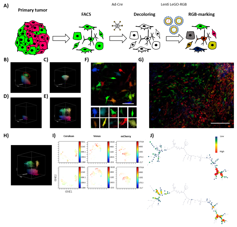 Cancers 13 02003 g004