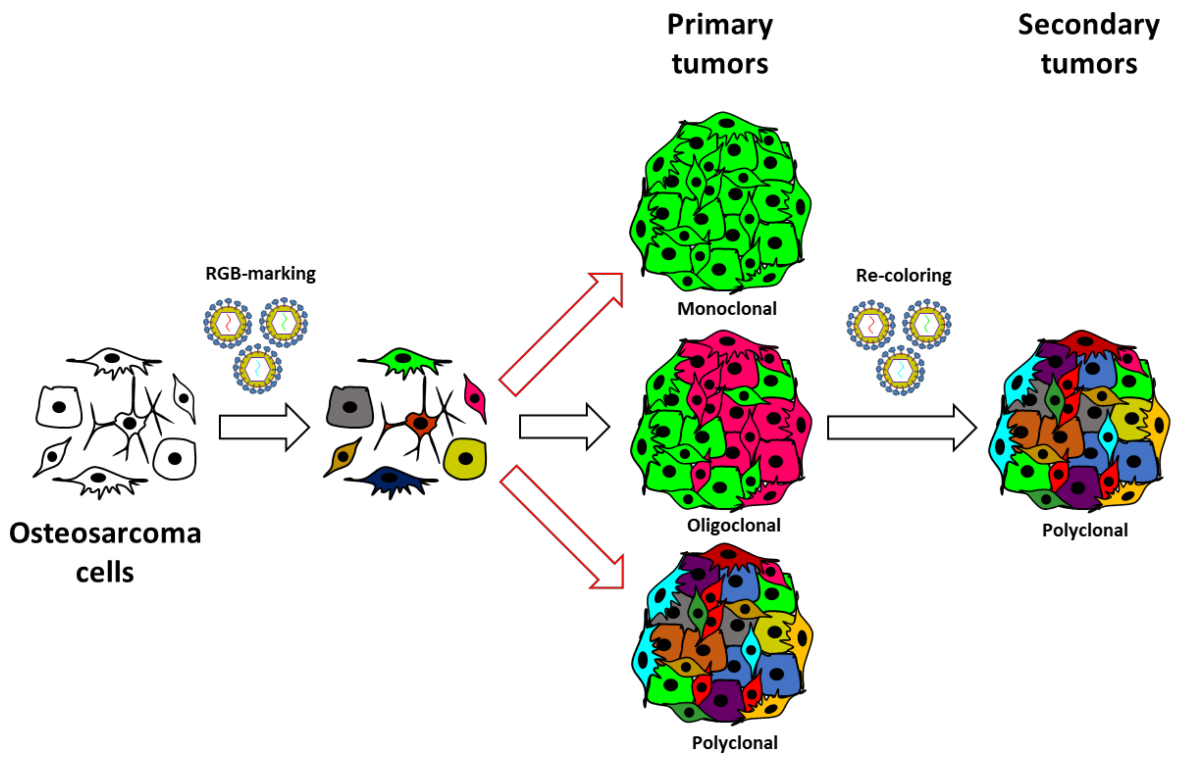 Cancers 13 02003 g005