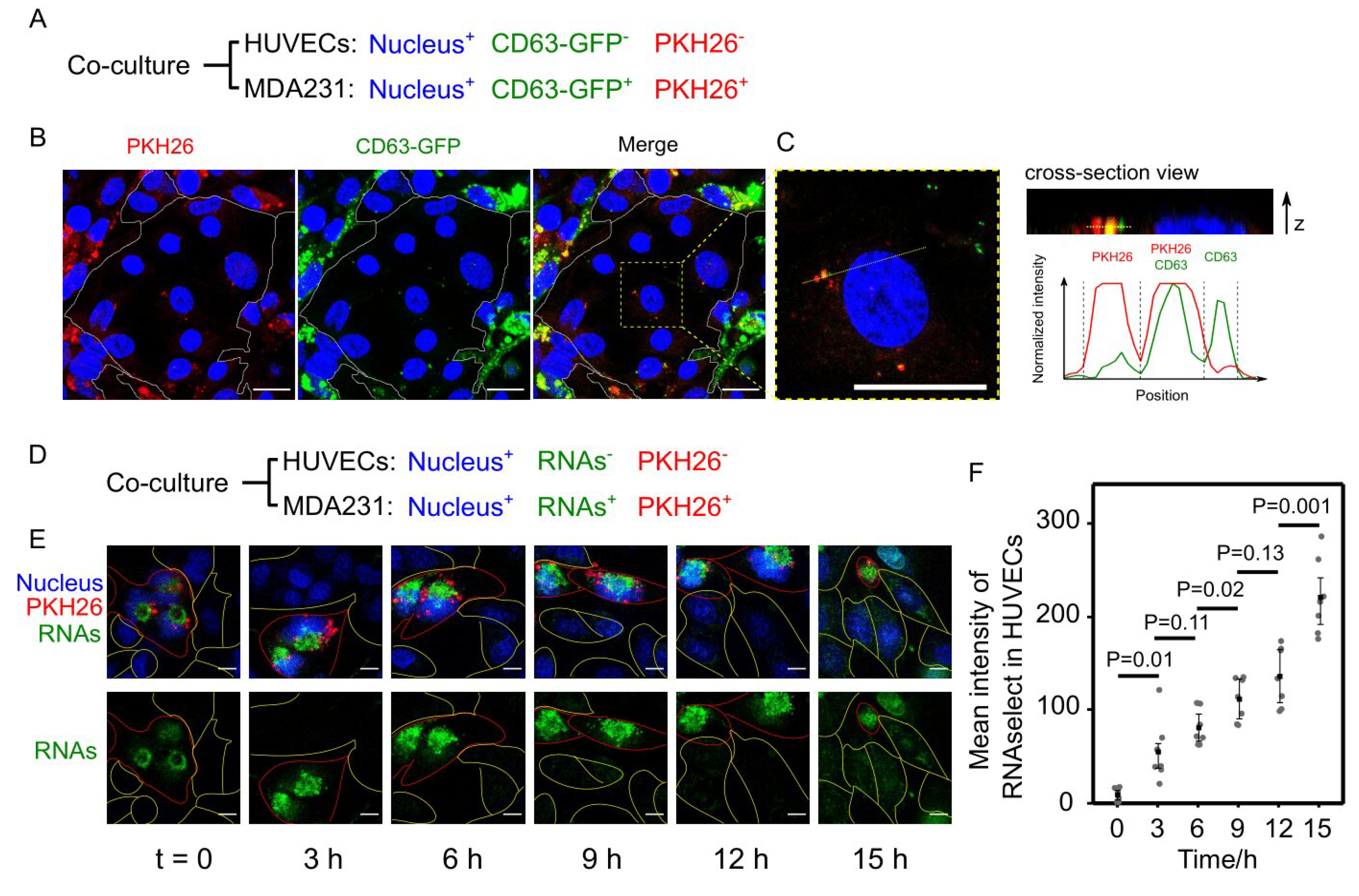 Cancers 13 02009 g003