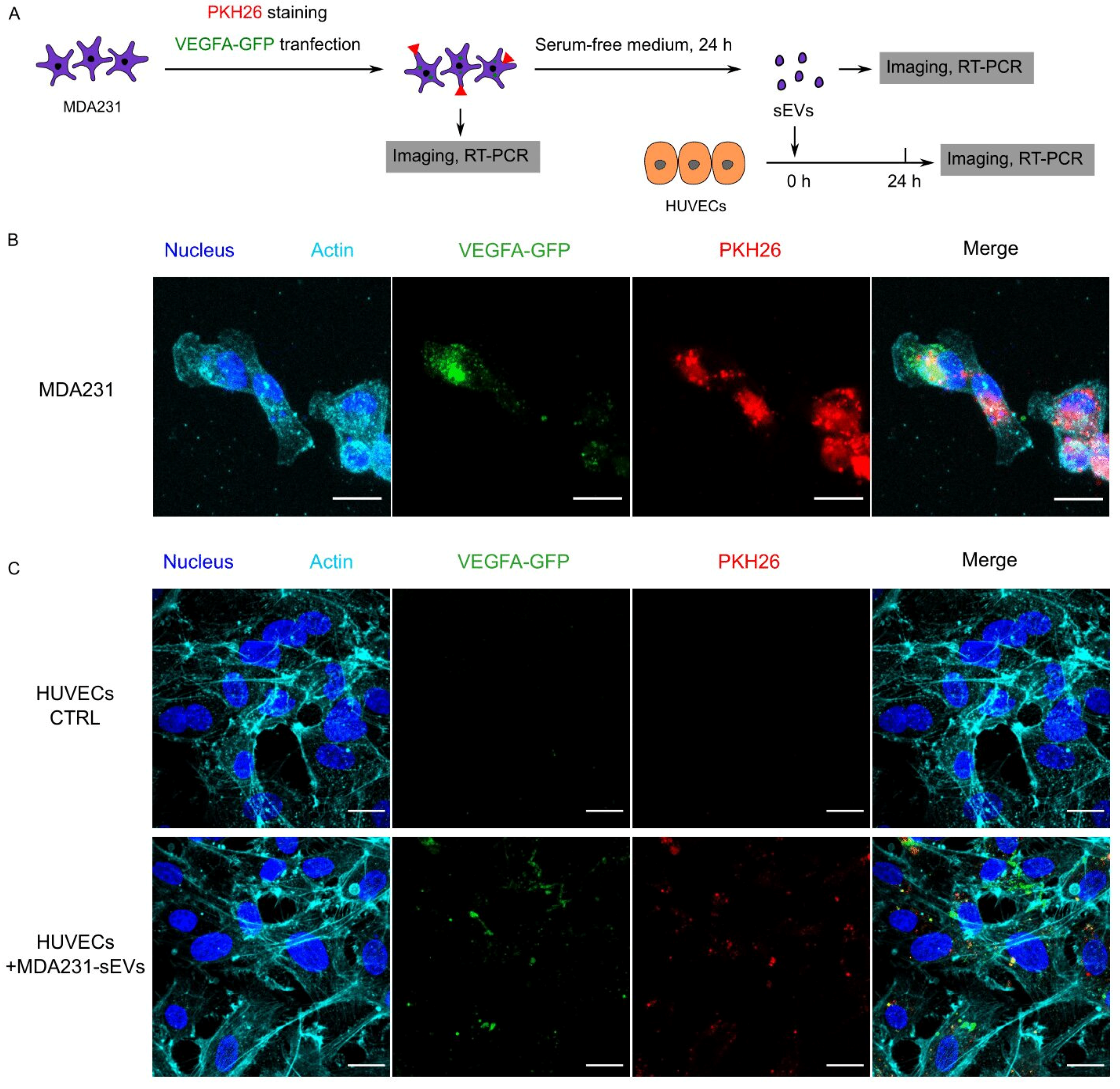 Cancers 13 02009 g004a