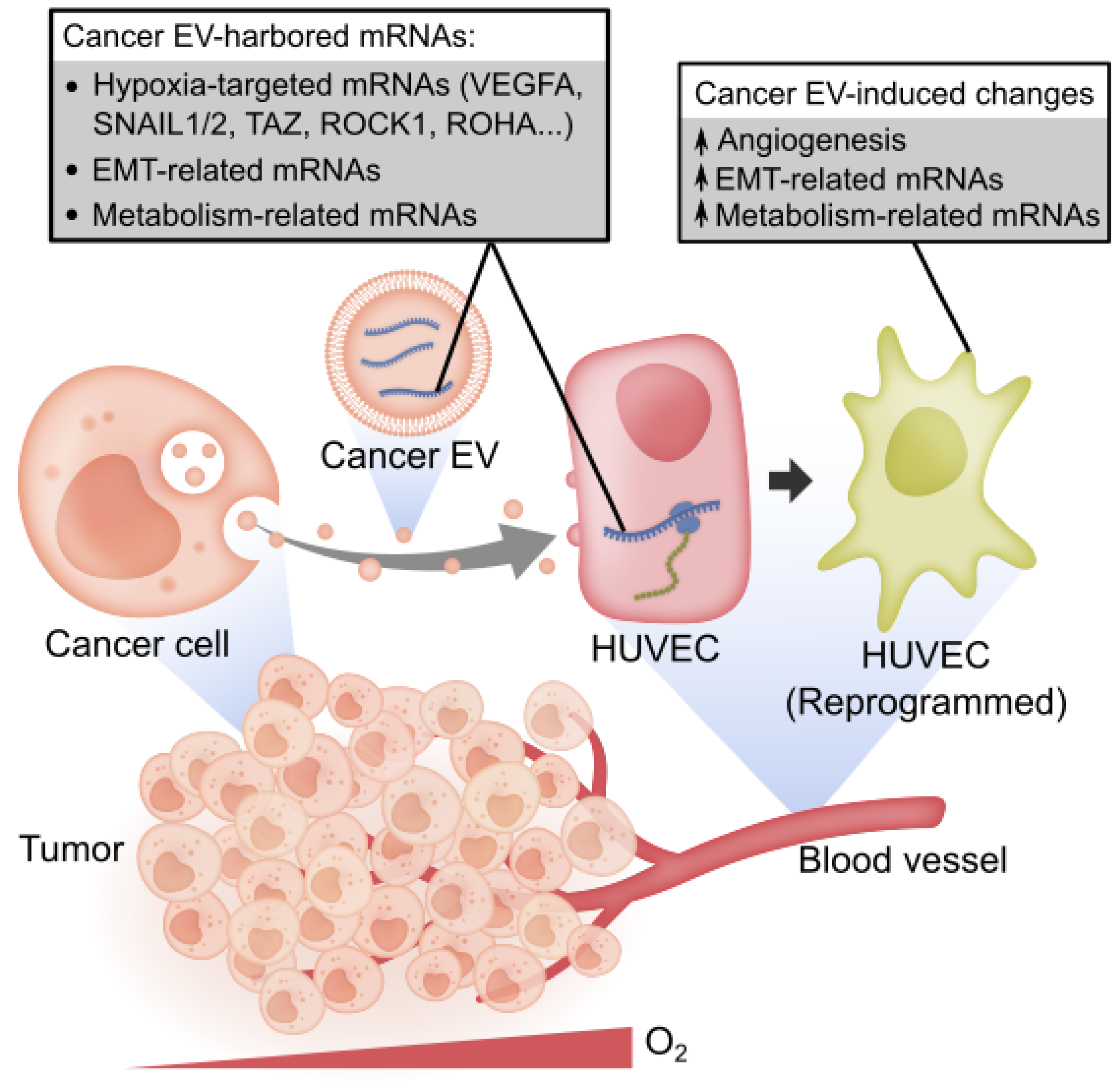 Cancers 13 02009 g007