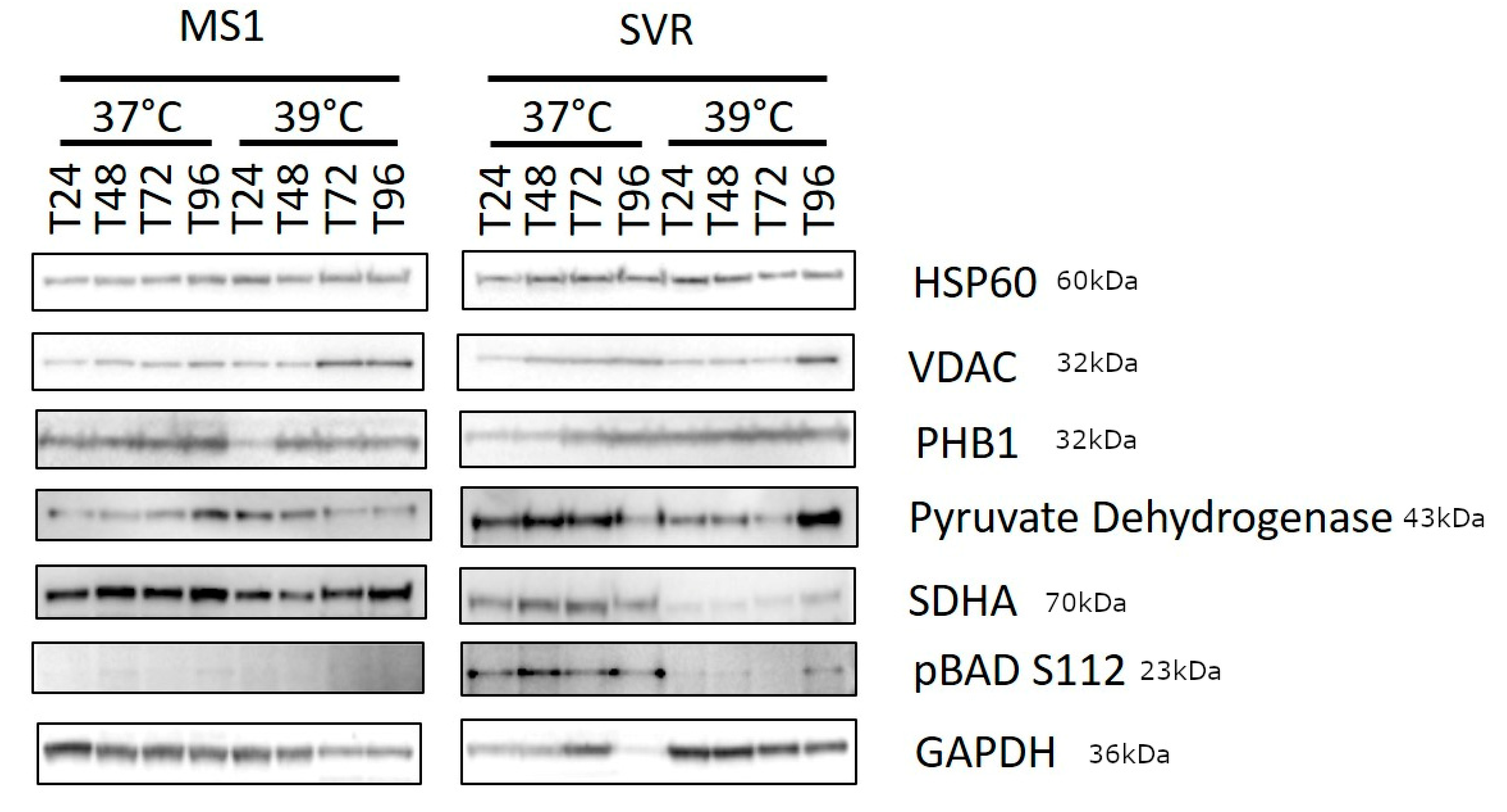 Cancers 13 02015 g003