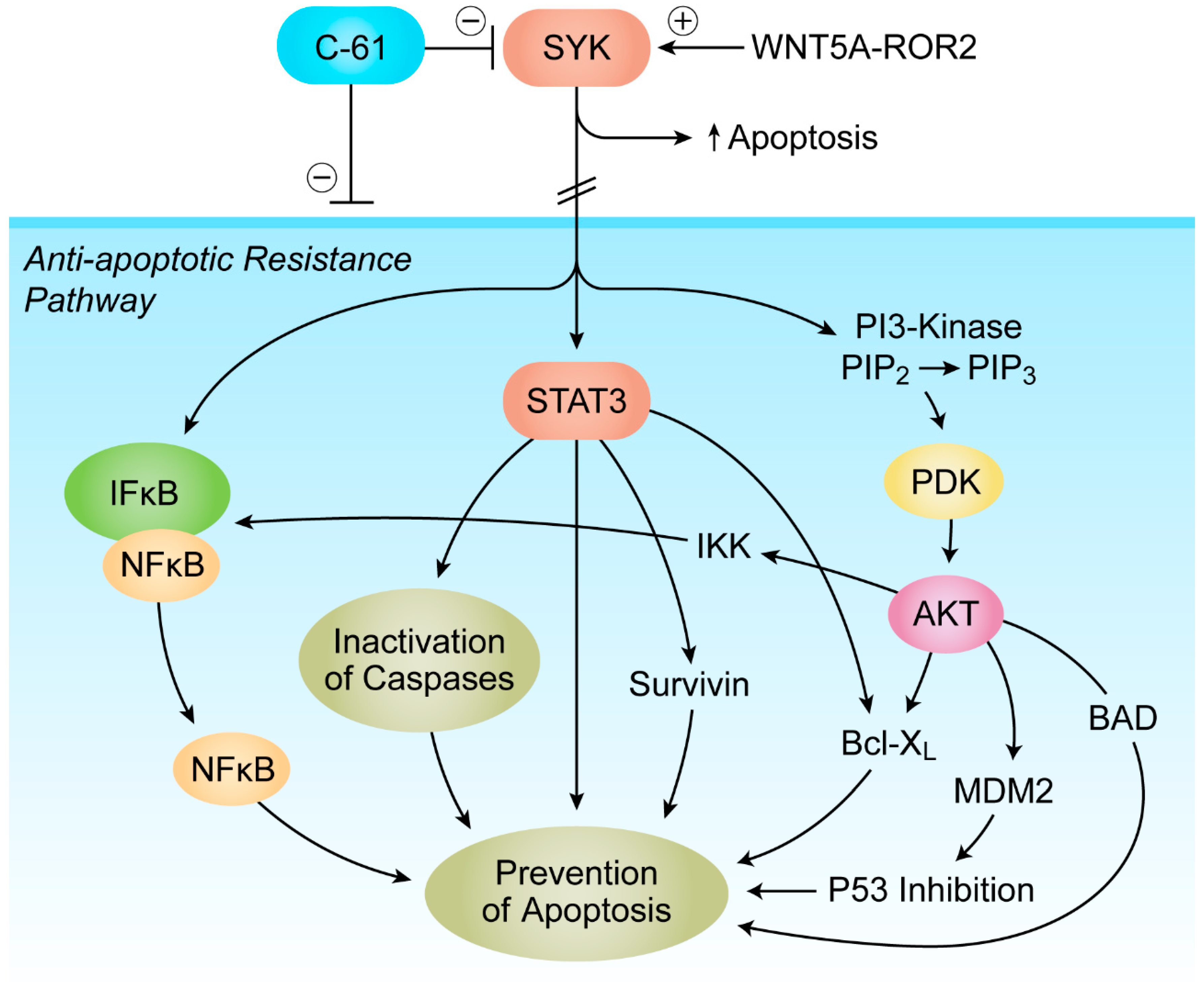 Cancers 13 02018 g003 Cancers 13 02018 g003